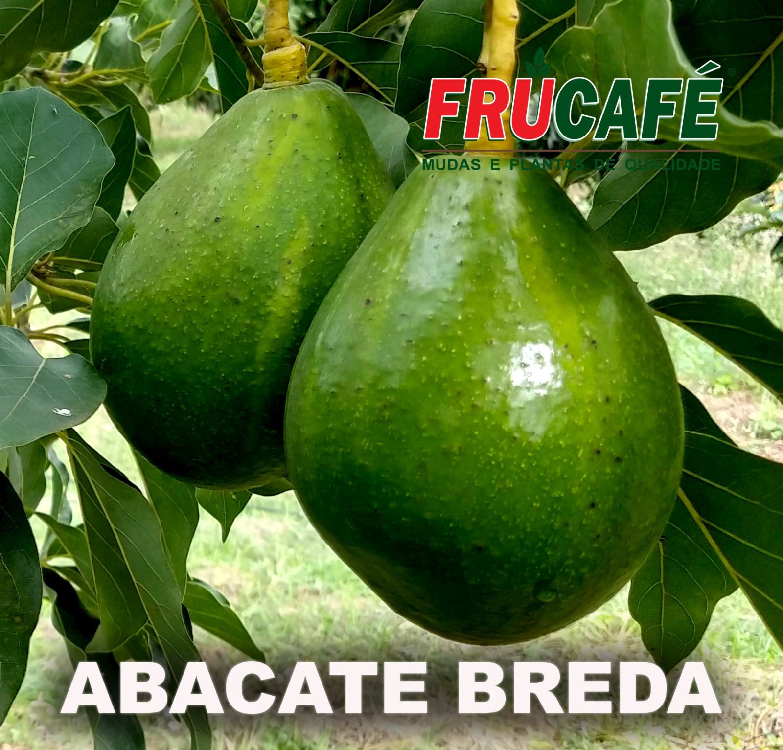 Muda de Abacate Breda (sac. 18x32) — Viveiro Frucafé