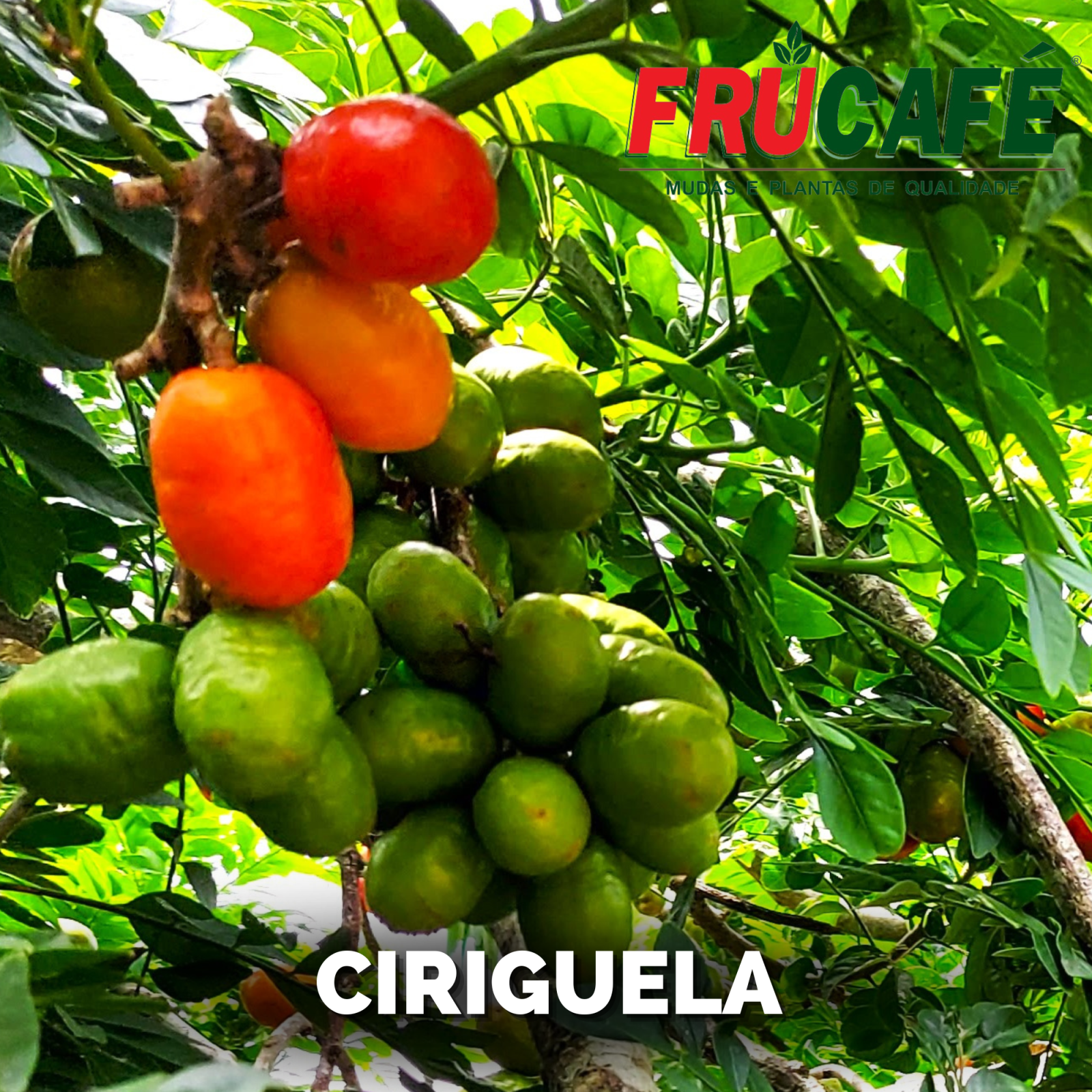 Muda de Ciriguela (sac. 18x32) — Viveiro Frucafé