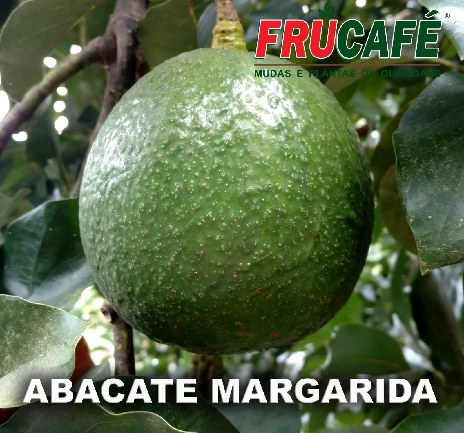 Muda de Abacate Margarida (sac. 18x32) — Viveiro Frucafé