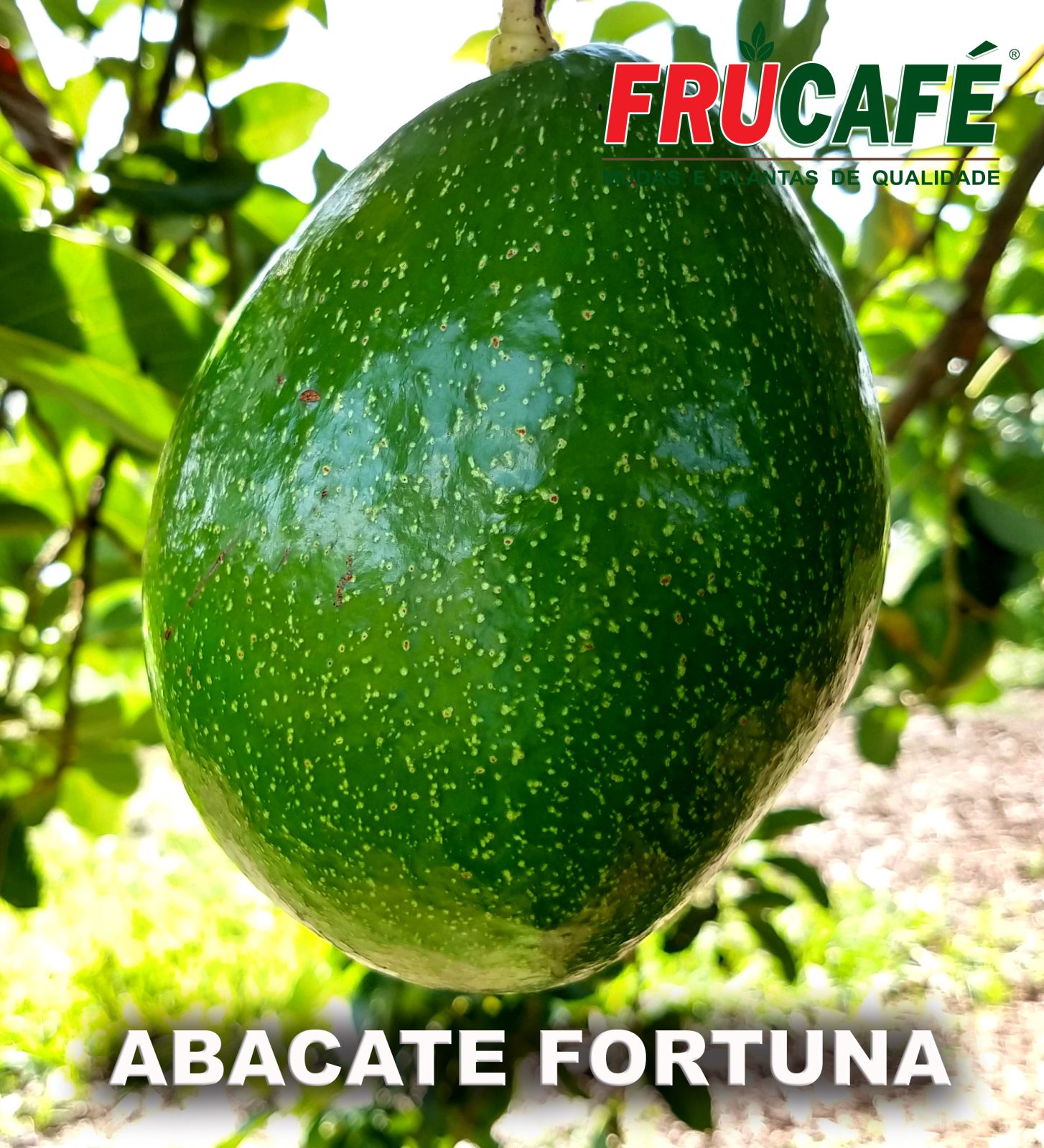 Muda de Abacate Fortuna (sac. 18x32) — Viveiro Frucafé