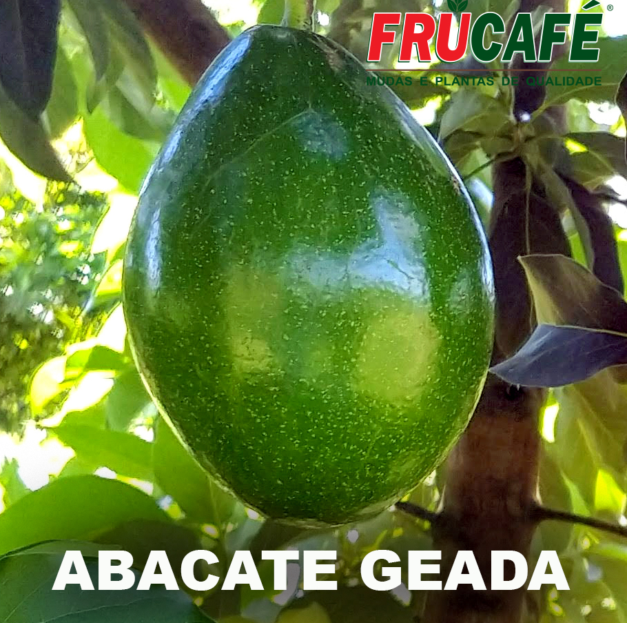 Muda de Abacate Geada (sac. 18x32) — Viveiro Frucafé