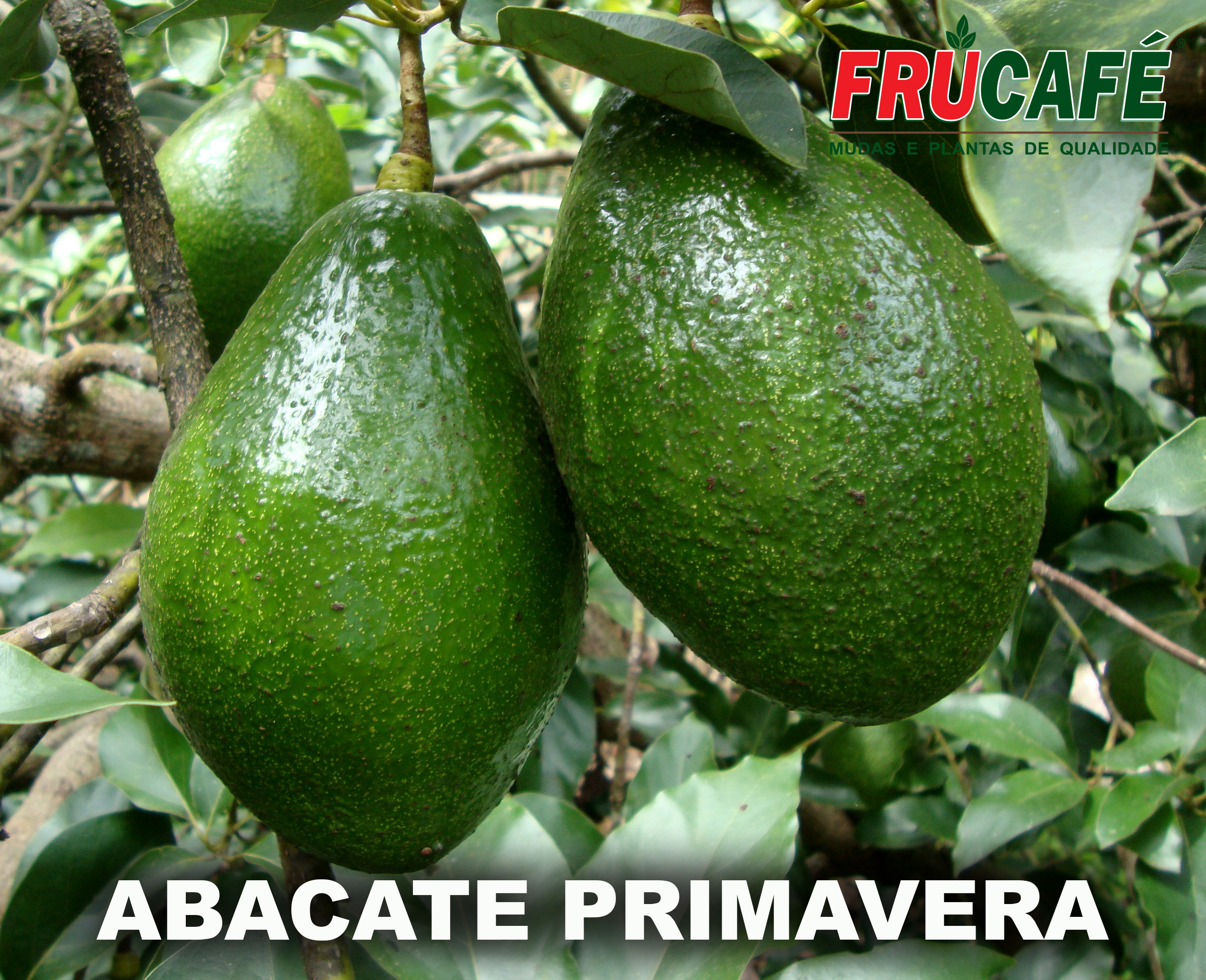 Muda de Abacate Primavera (sac. 18x32) — Viveiro Frucafé