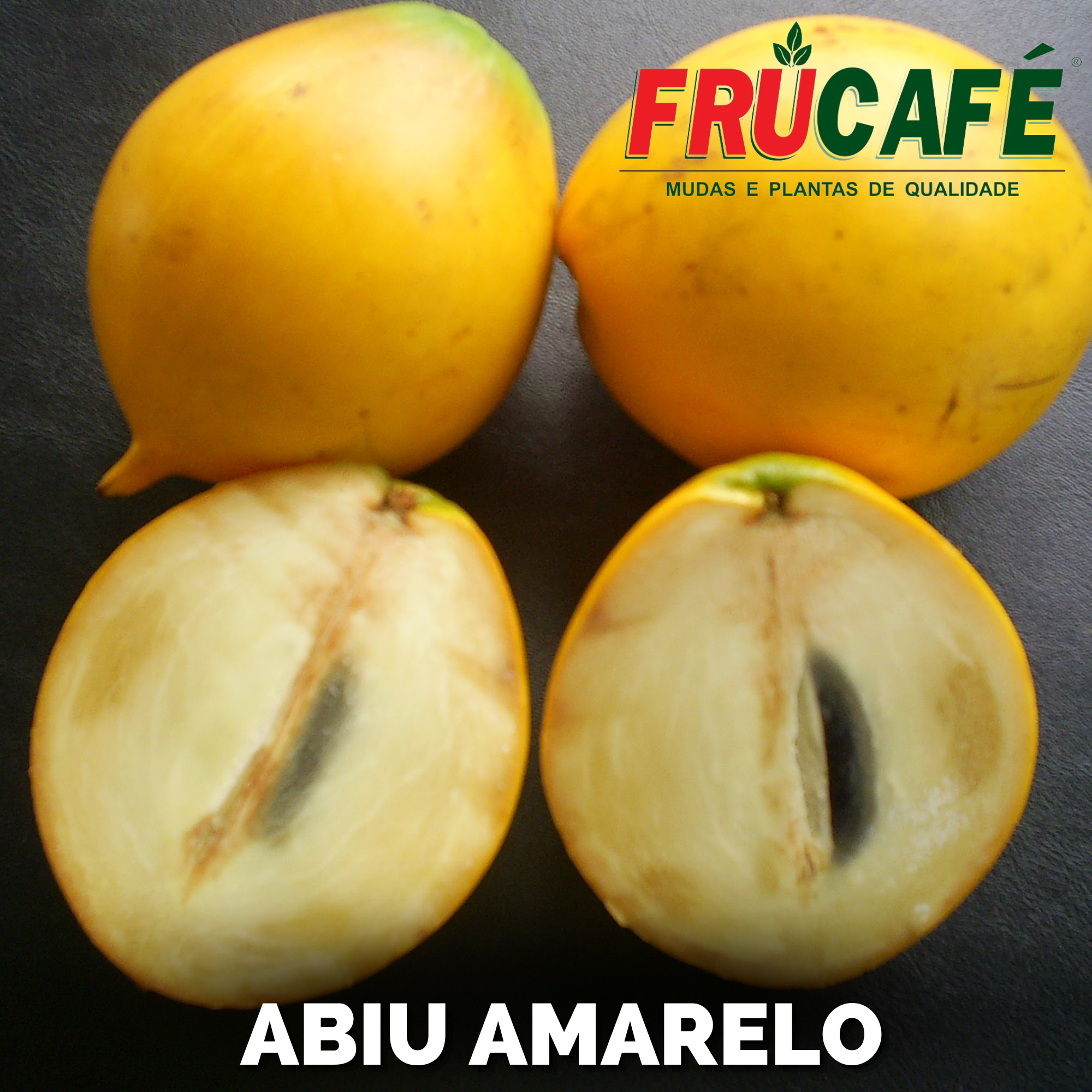 Muda de Abiu Amarelo (sac. 18x32) — Viveiro Frucafé