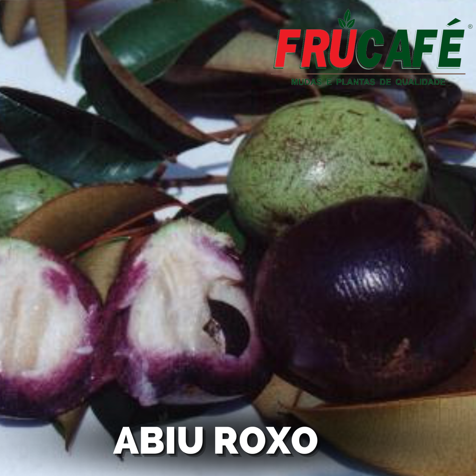 Muda de Abiu Roxo (sac. 18x32) — Viveiro Frucafé