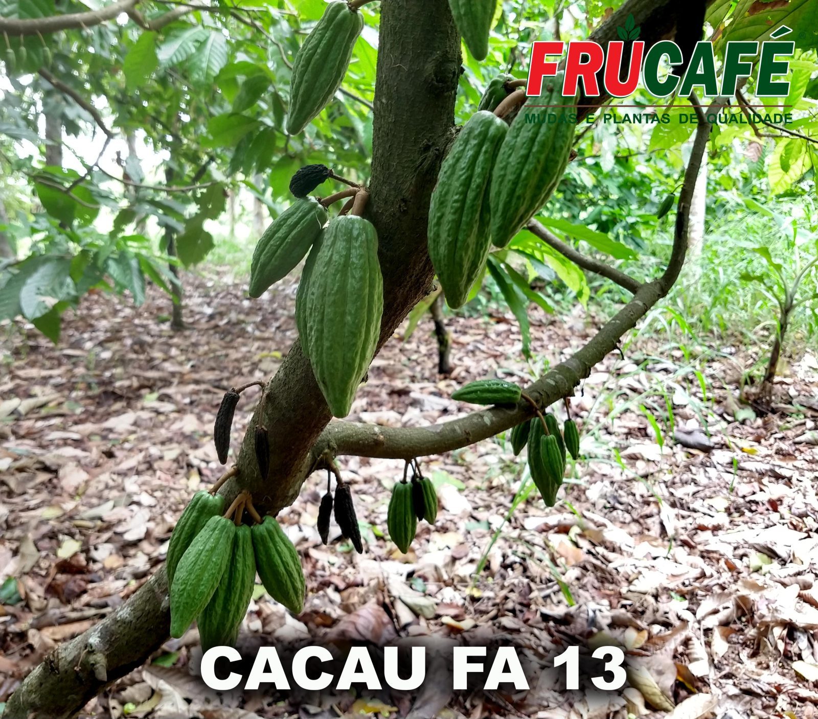 Muda de Cacau Fa 13 (sac. 16x28) — Viveiro Frucafé