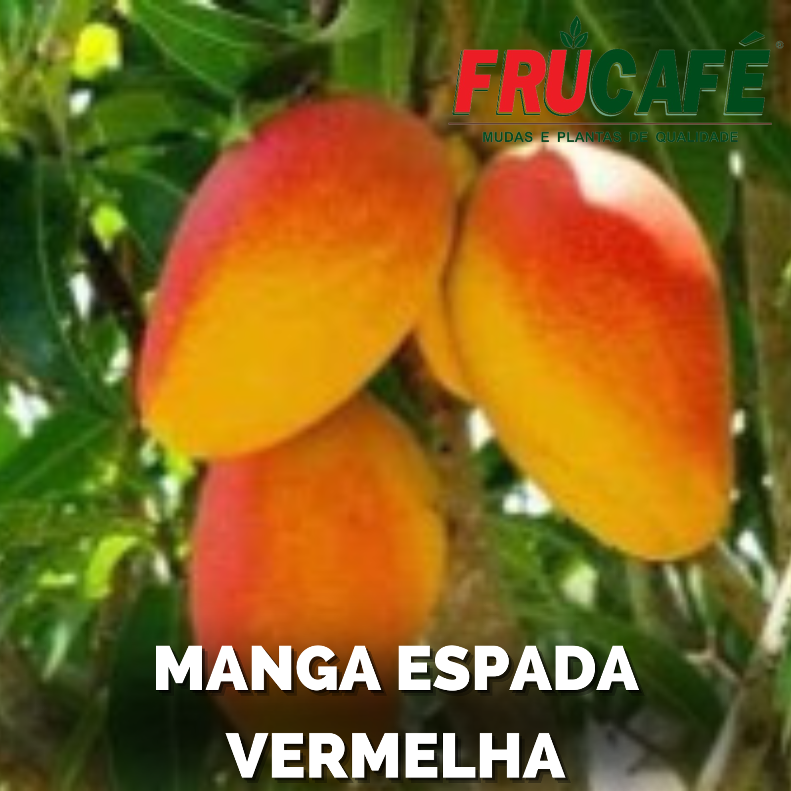 Muda de Manga Espada Vermelha (sac. 20x35) — Viveiro Frucafé