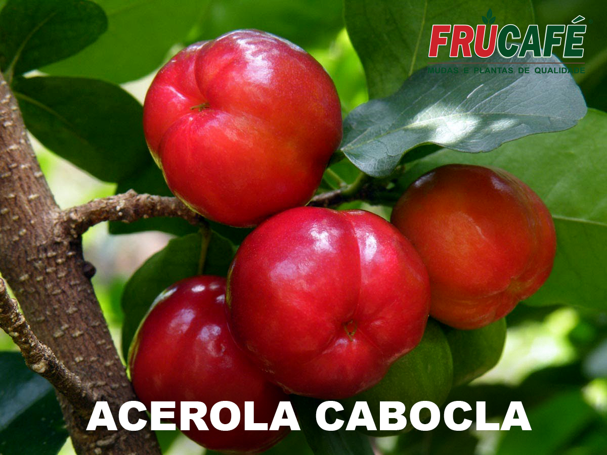 Muda de Acerola Cabocla (sac. 20x25) — Viveiro Frucafé