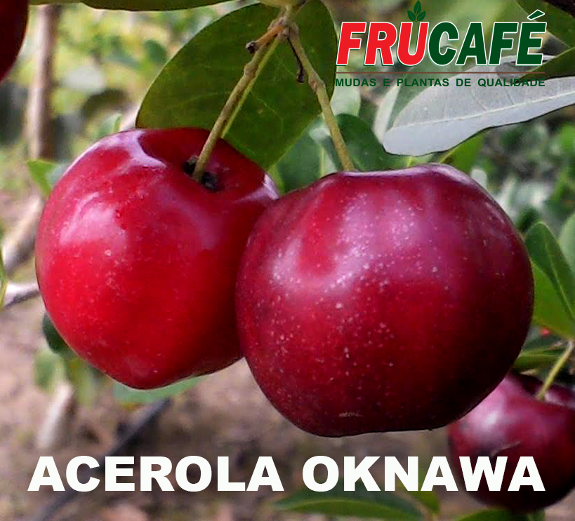 Muda de Acerola Okinawa (vaso 14 L) — Viveiro Frucafé