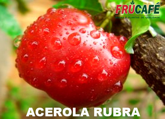 Muda de Acerola Rubra (sac. 20x25) — Viveiro Frucafé