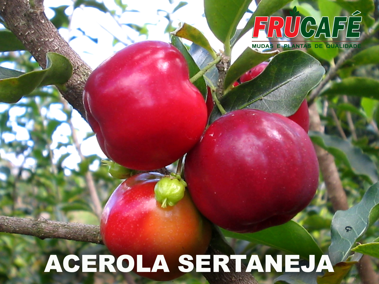 Muda de Acerola Sertaneja (sac. 12x23) — Viveiro Frucafé