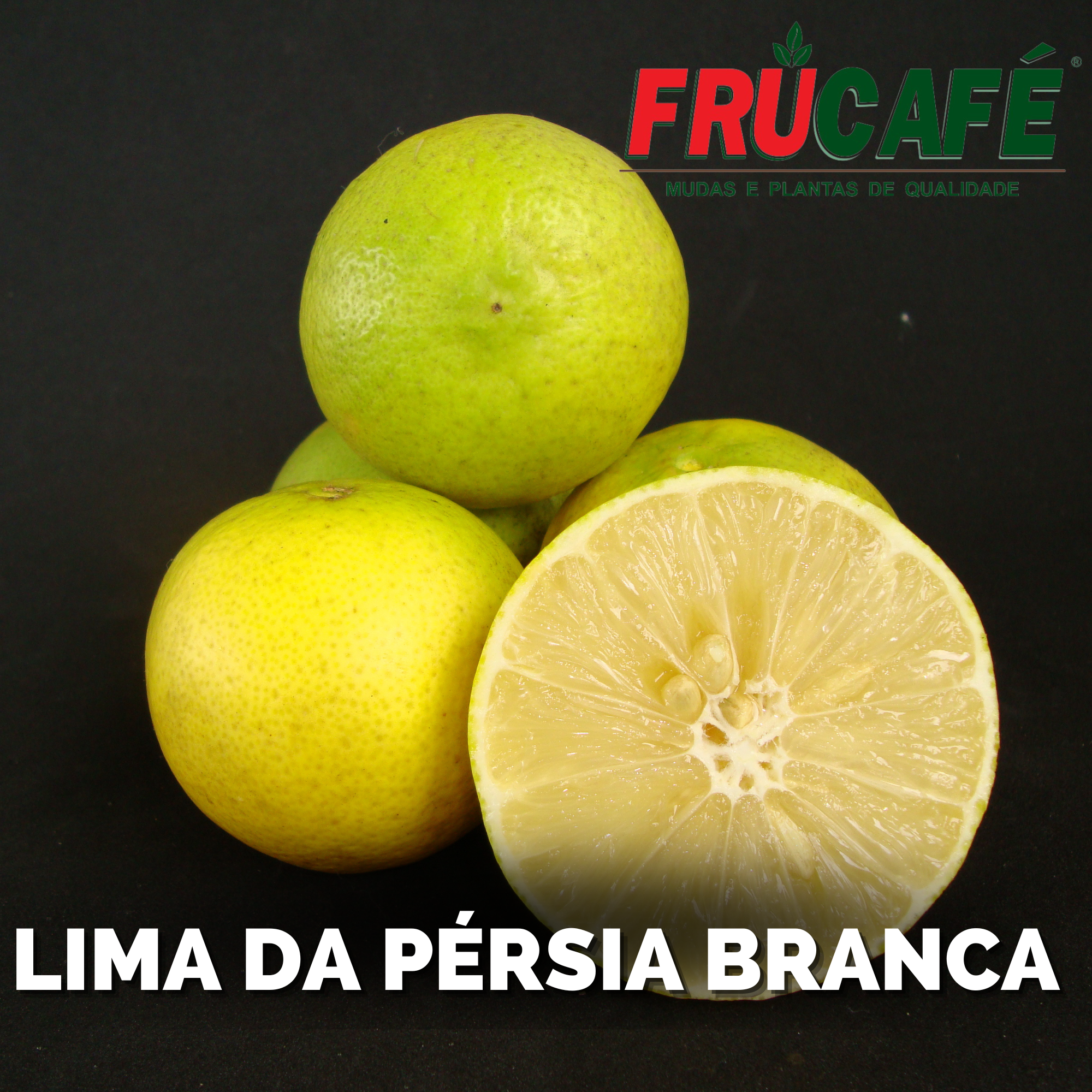 Muda de Lima Da PÉrsia Branca (sac. 18x32) — Viveiro Frucafé