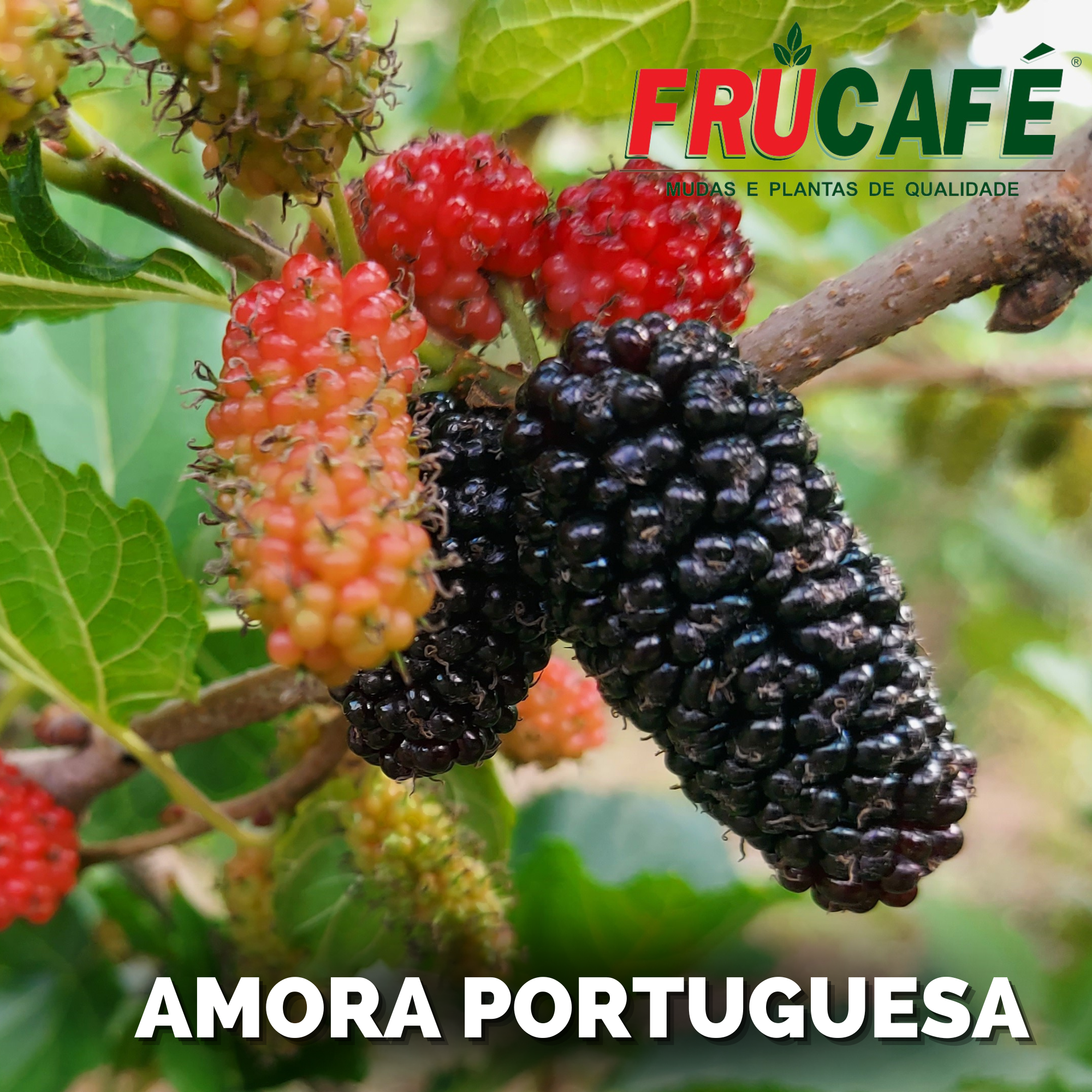Muda de Amora Portuguesa (sac. 18x32) — Viveiro Frucafé