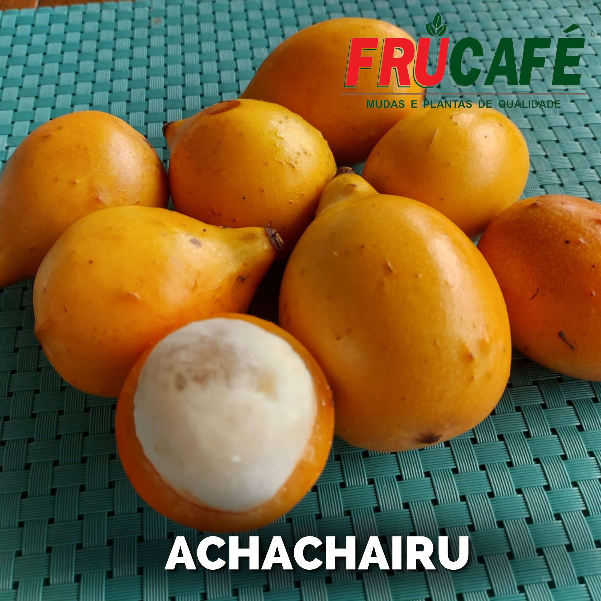 Muda de Achachairu (sac. 18x32) — Viveiro Frucafé