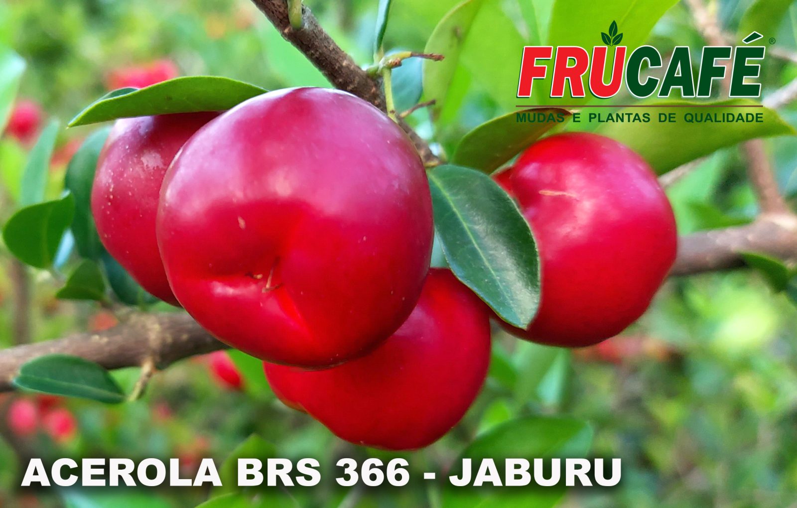 Muda de Acerola Brs 366 Jaburu (sac. 12x23) — Viveiro Frucafé