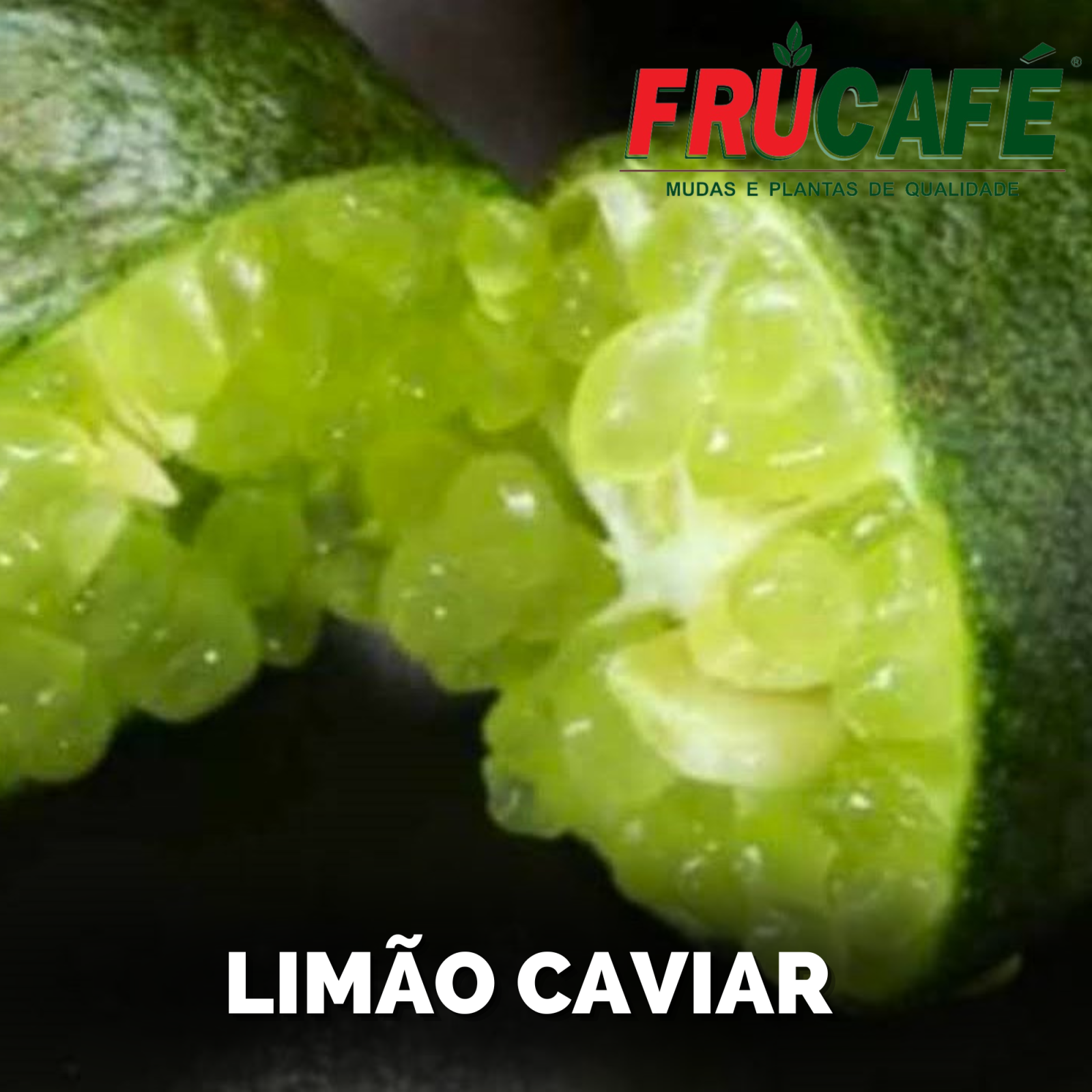 Muda de LimÃo Caviar (sac. 18x32) — Viveiro Frucafé