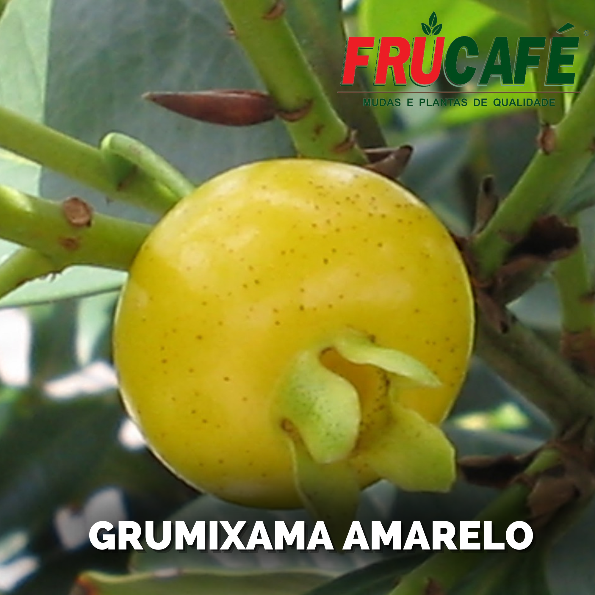 Muda de Grumixama Amarelo (sac. 18x32) — Viveiro Frucafé