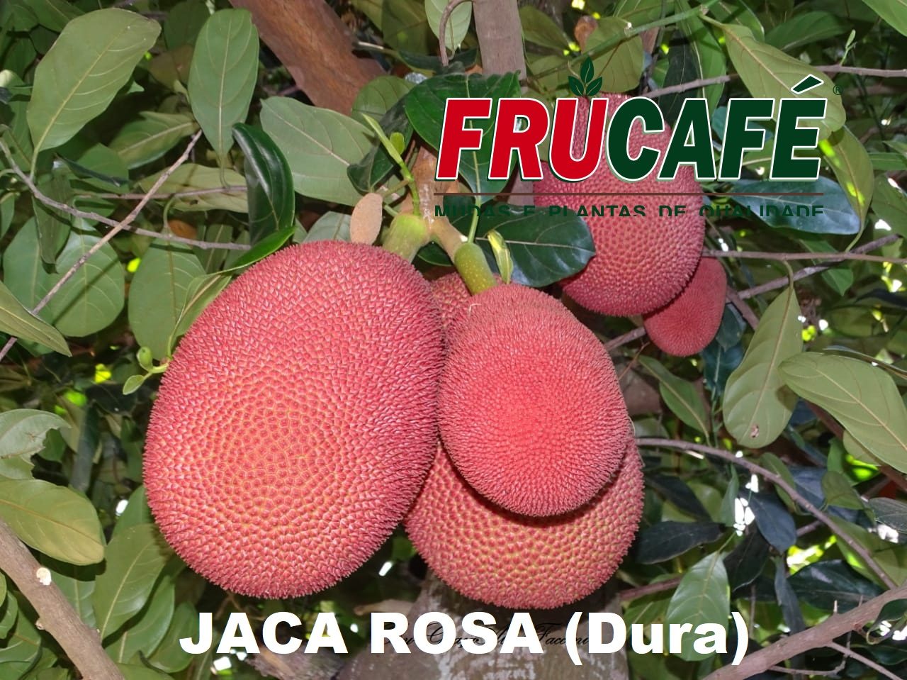 Muda de Jaca Rosa (sac. 18x32) — Viveiro Frucafé