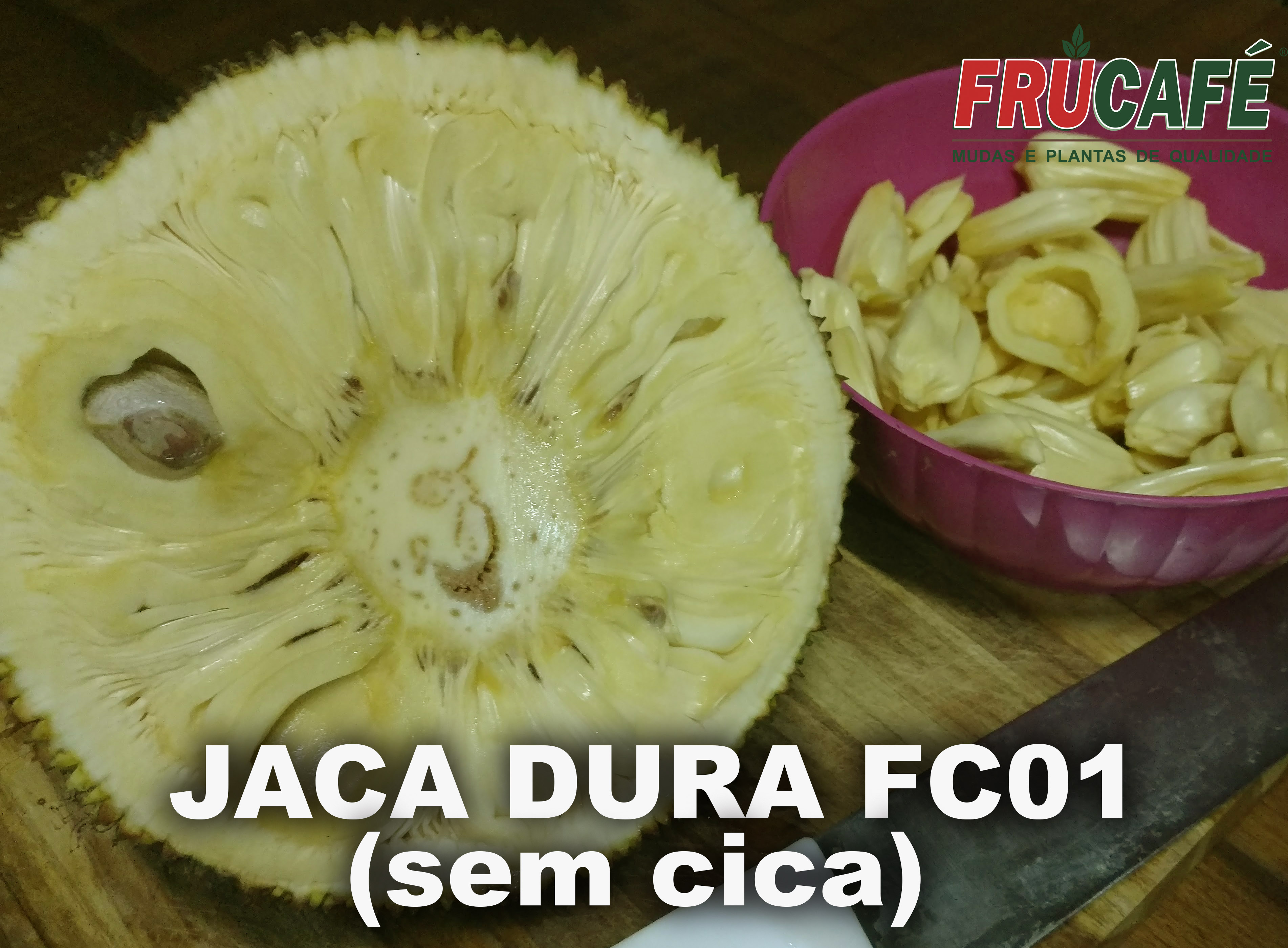 Muda de Jaca Dura Fc01 - Sem Cica (sac. 18x32) — Viveiro Frucafé