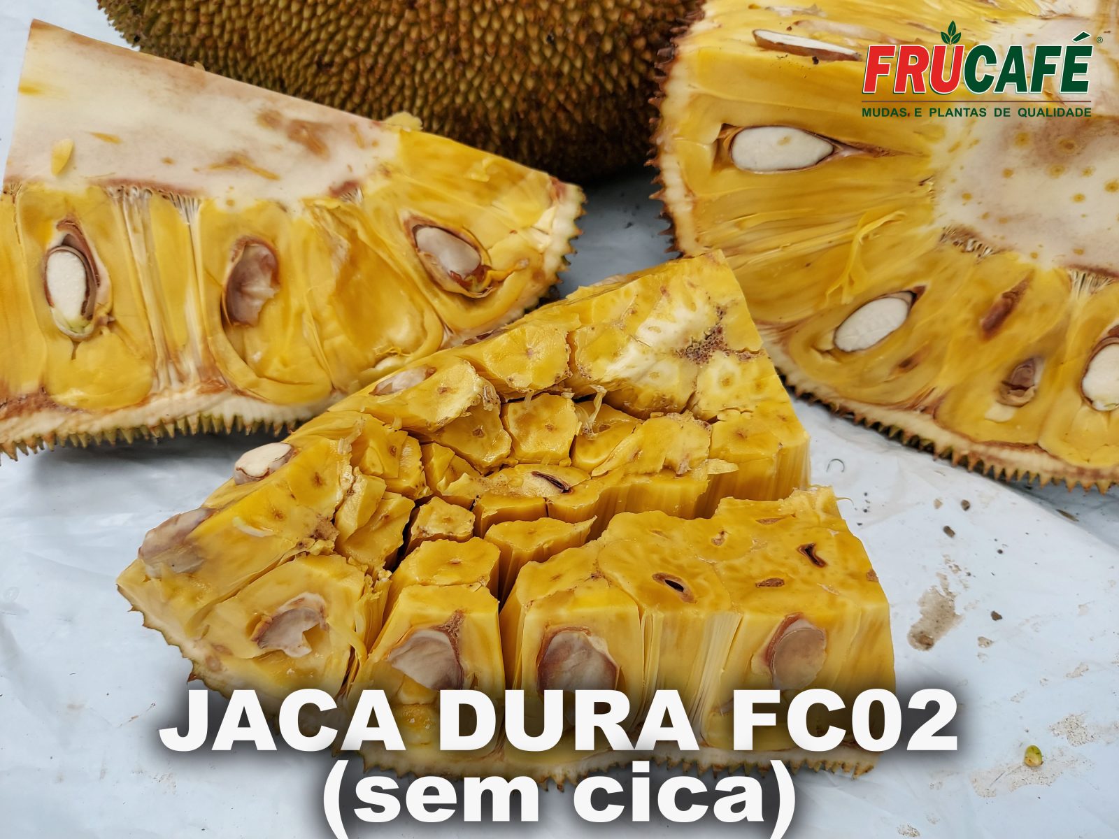 Muda de Jaca Dura Fc02 - Sem Cica (sac. 18x32) — Viveiro Frucafé