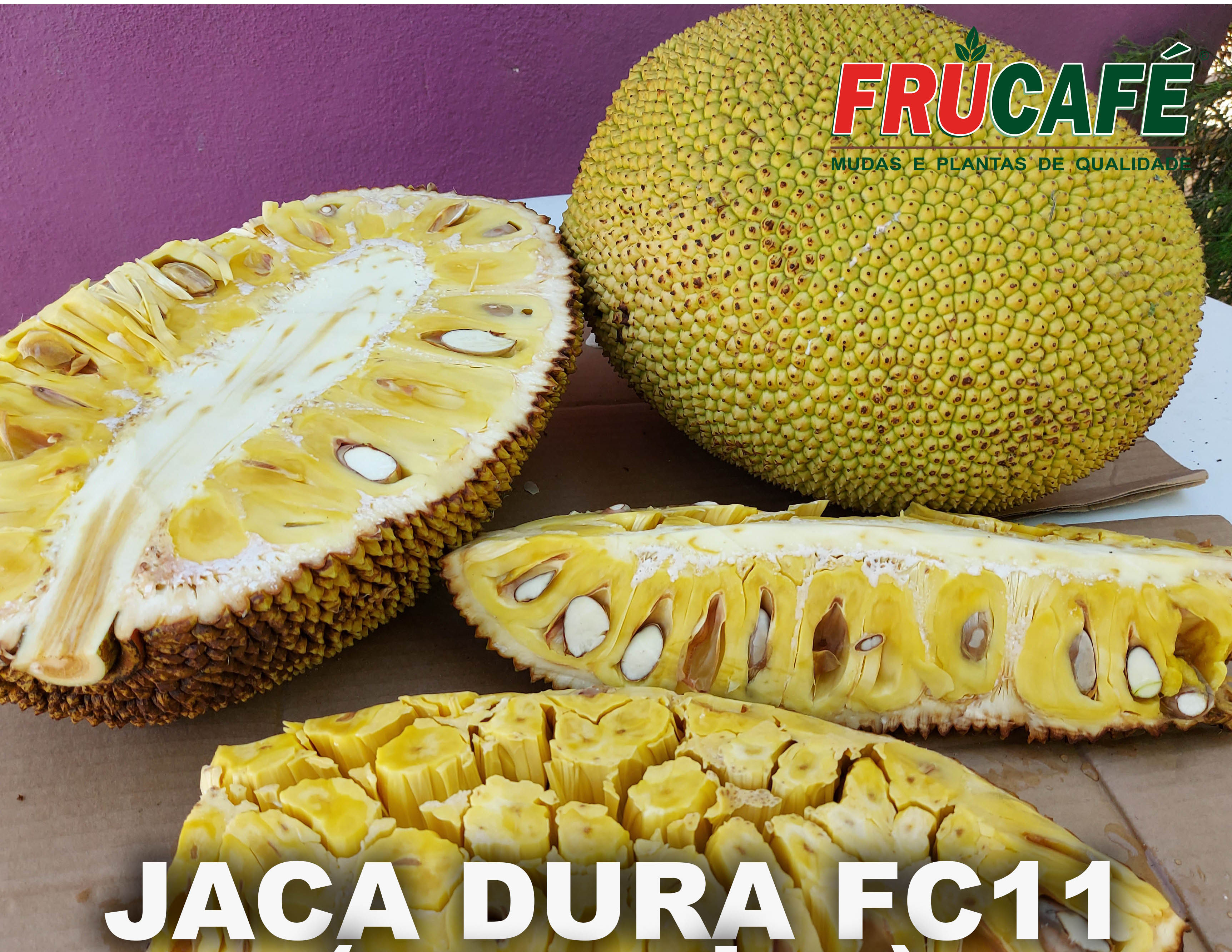 Muda de Jaca Dura Fc11 (sac. 18x32) — Viveiro Frucafé