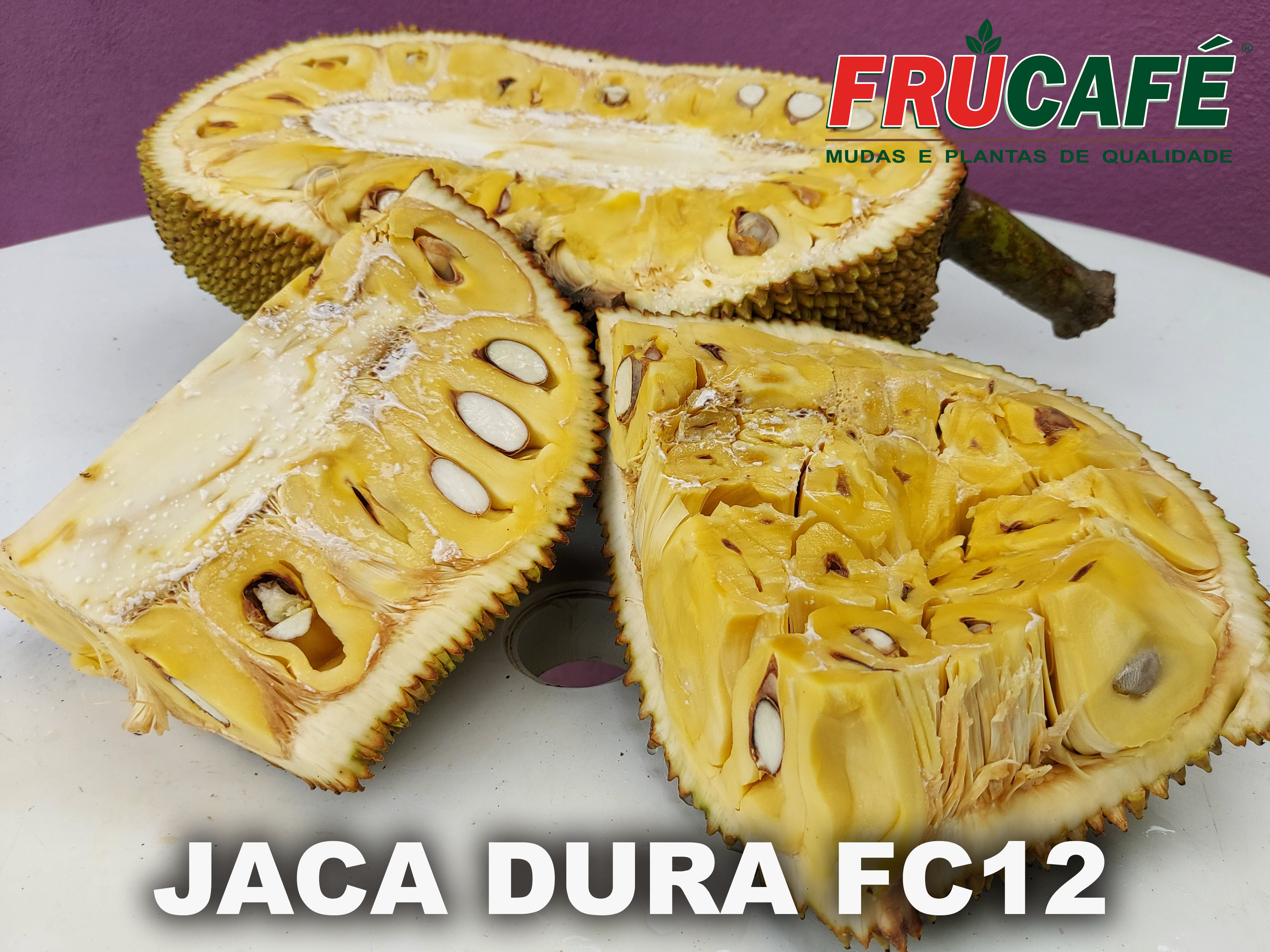 Muda de Jaca Dura Fc12 (sac. 18x32) — Viveiro Frucafé