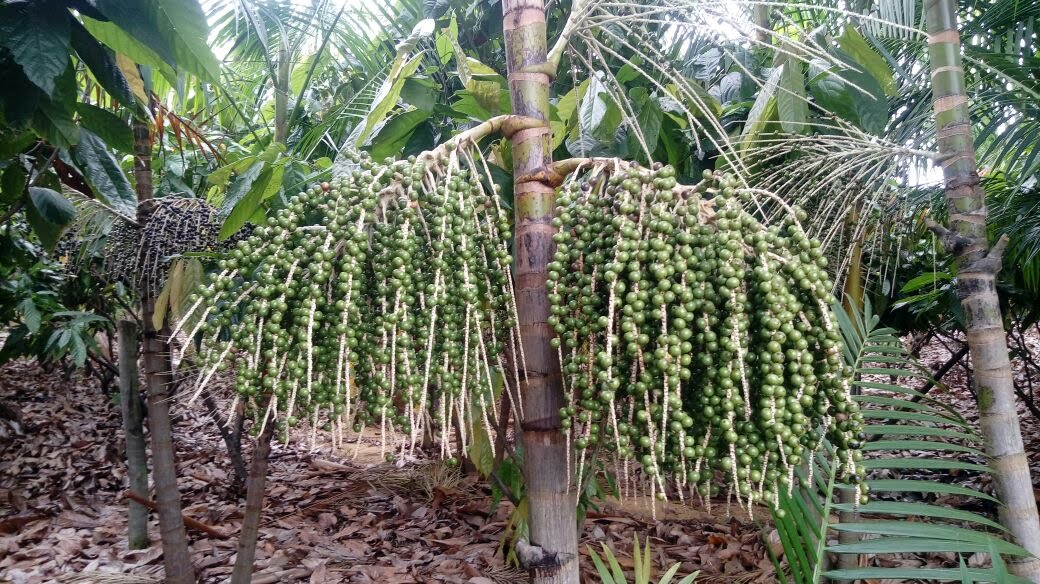 Muda de AÇai Brs Pai D'Égua (sac. 17x24) — Viveiro Frucafé