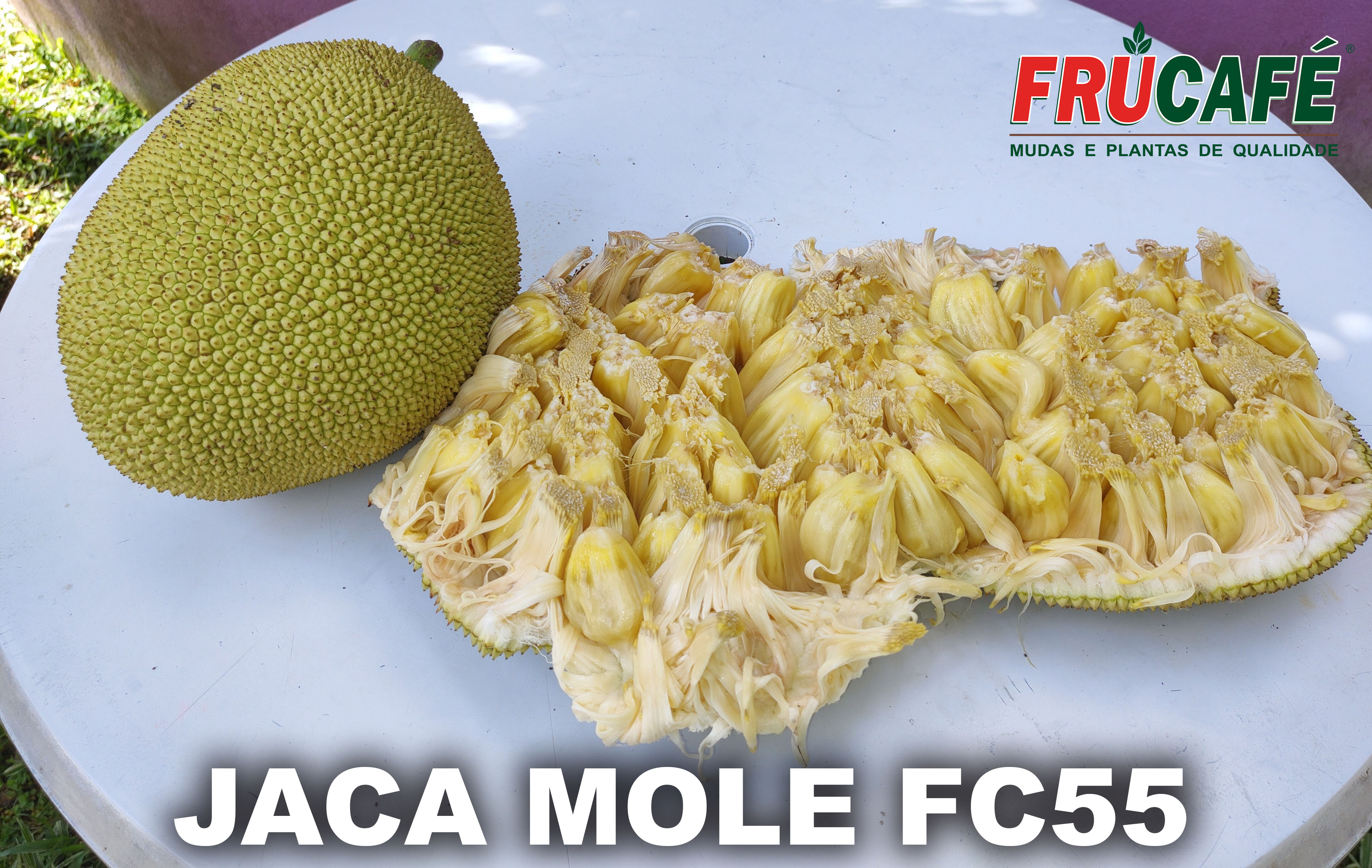 Muda de Jaca Mole Fc55 (sac. 18x32) — Viveiro Frucafé