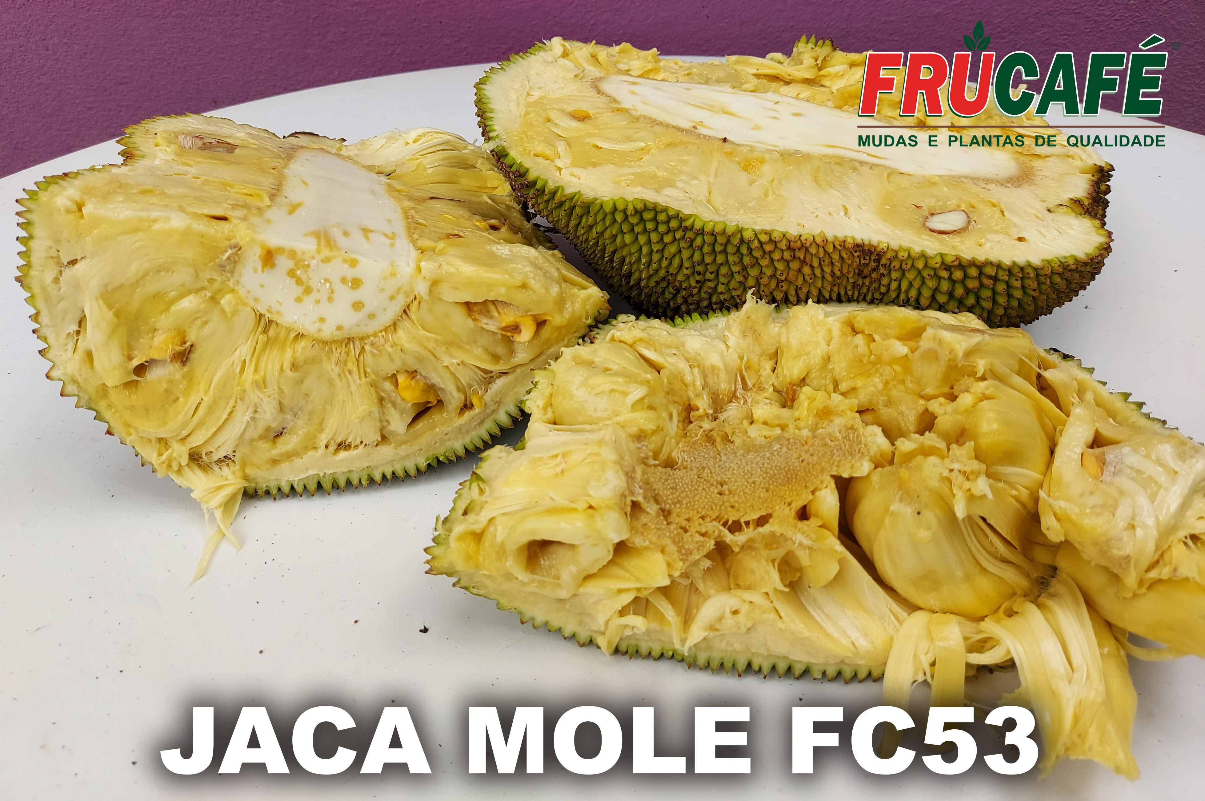 Muda de Jaca Mole Fc53 (sac. 18x32) — Viveiro Frucafé