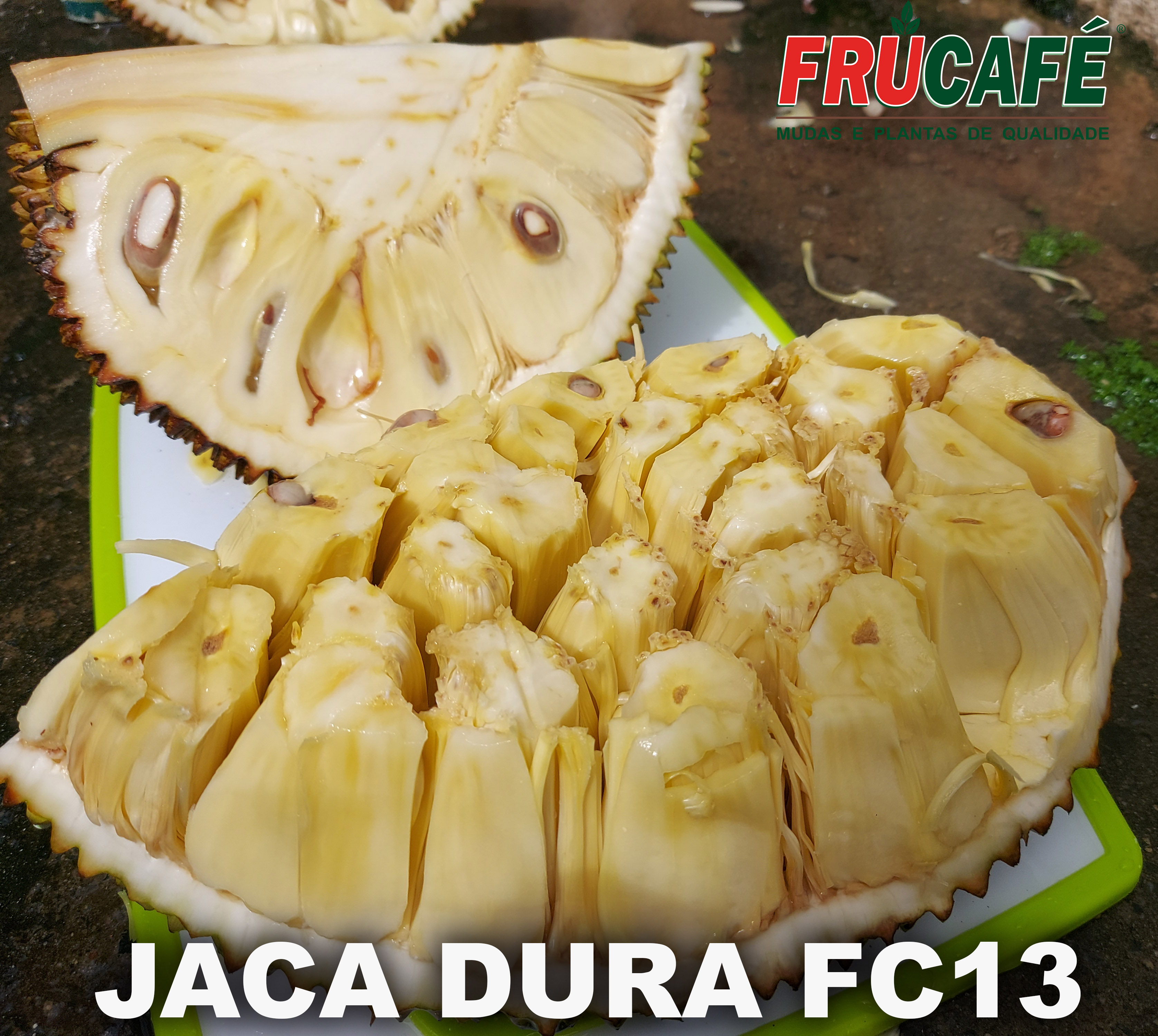 Muda de Jaca Dura Fc13 (sac. 18x32) — Viveiro Frucafé