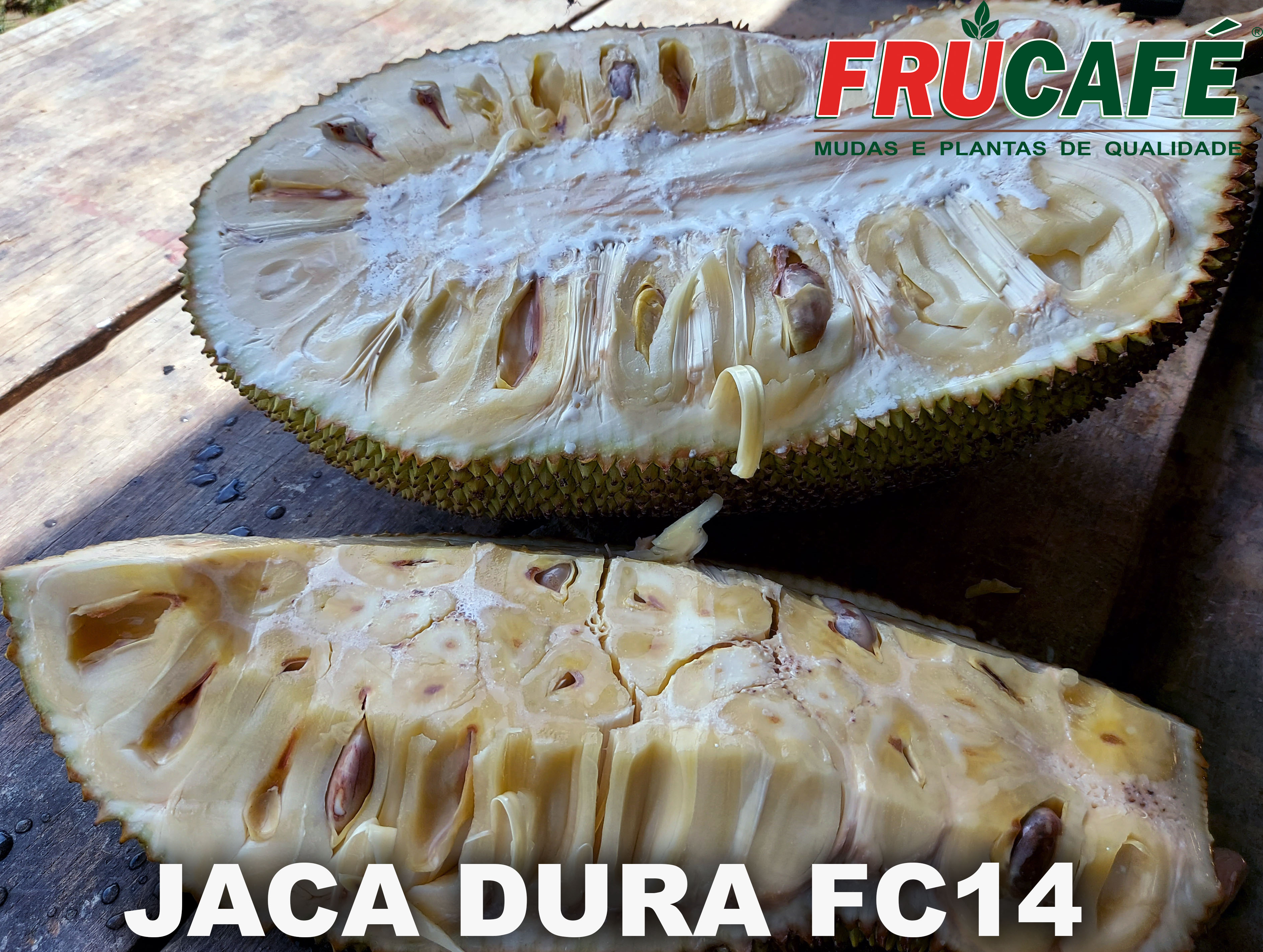Muda de Jaca Dura Fc14 (sac. 18x32) — Viveiro Frucafé