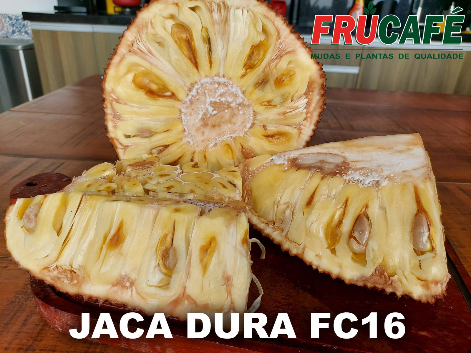 Muda de Jaca Dura Fc16 (sac. 18x32) — Viveiro Frucafé