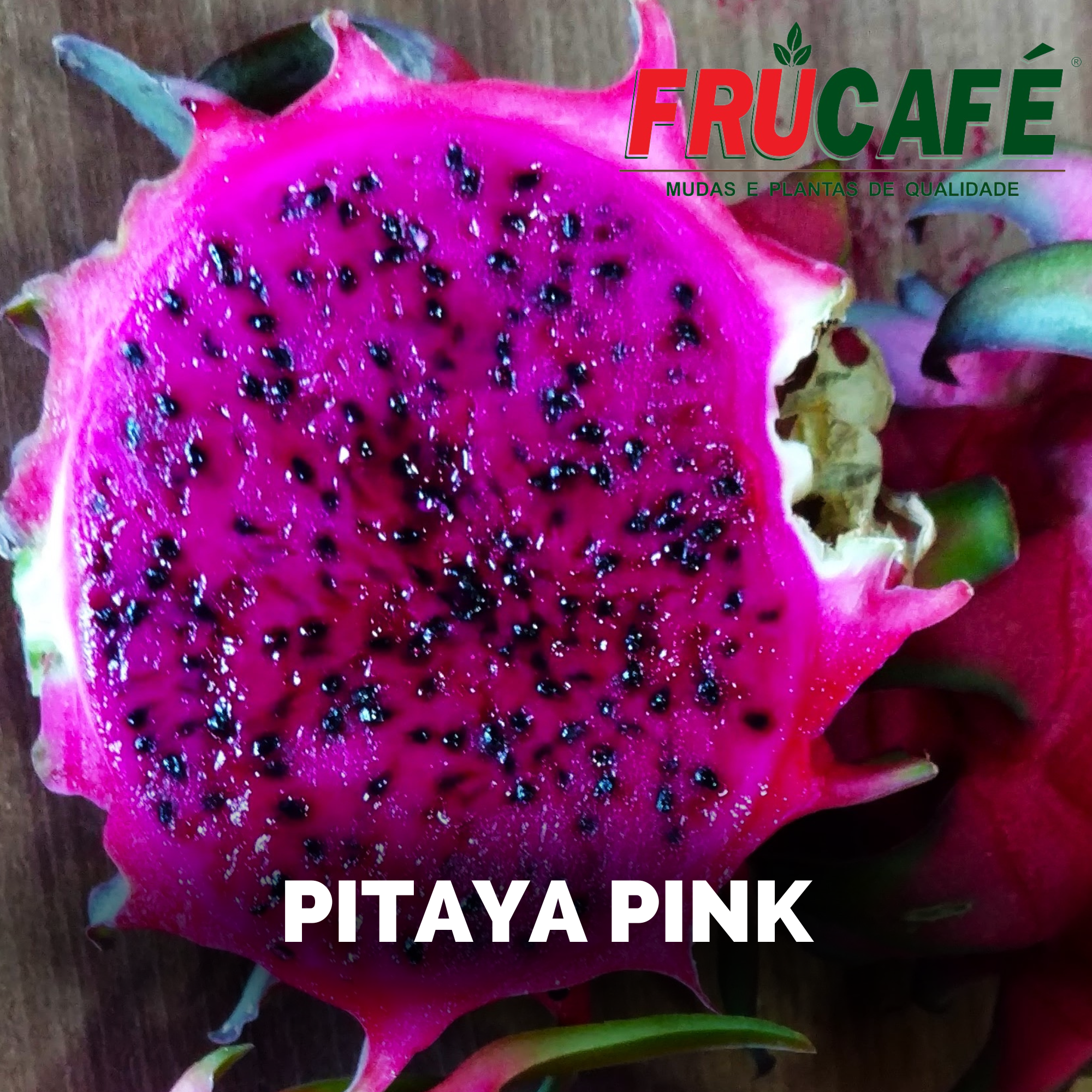 Muda de Pitaya Pink (sac. 20x25) — Viveiro Frucafé