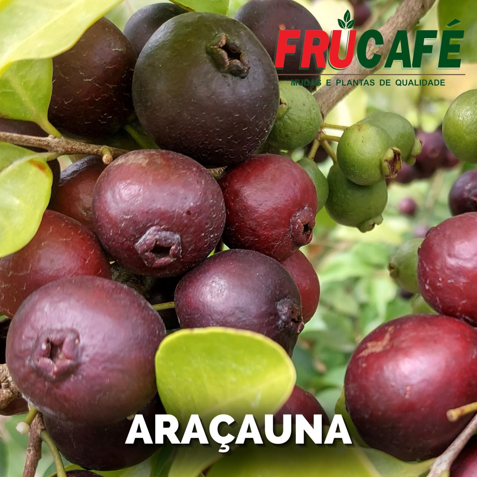 Muda de AraÇauna (sac. 18x32) — Viveiro Frucafé