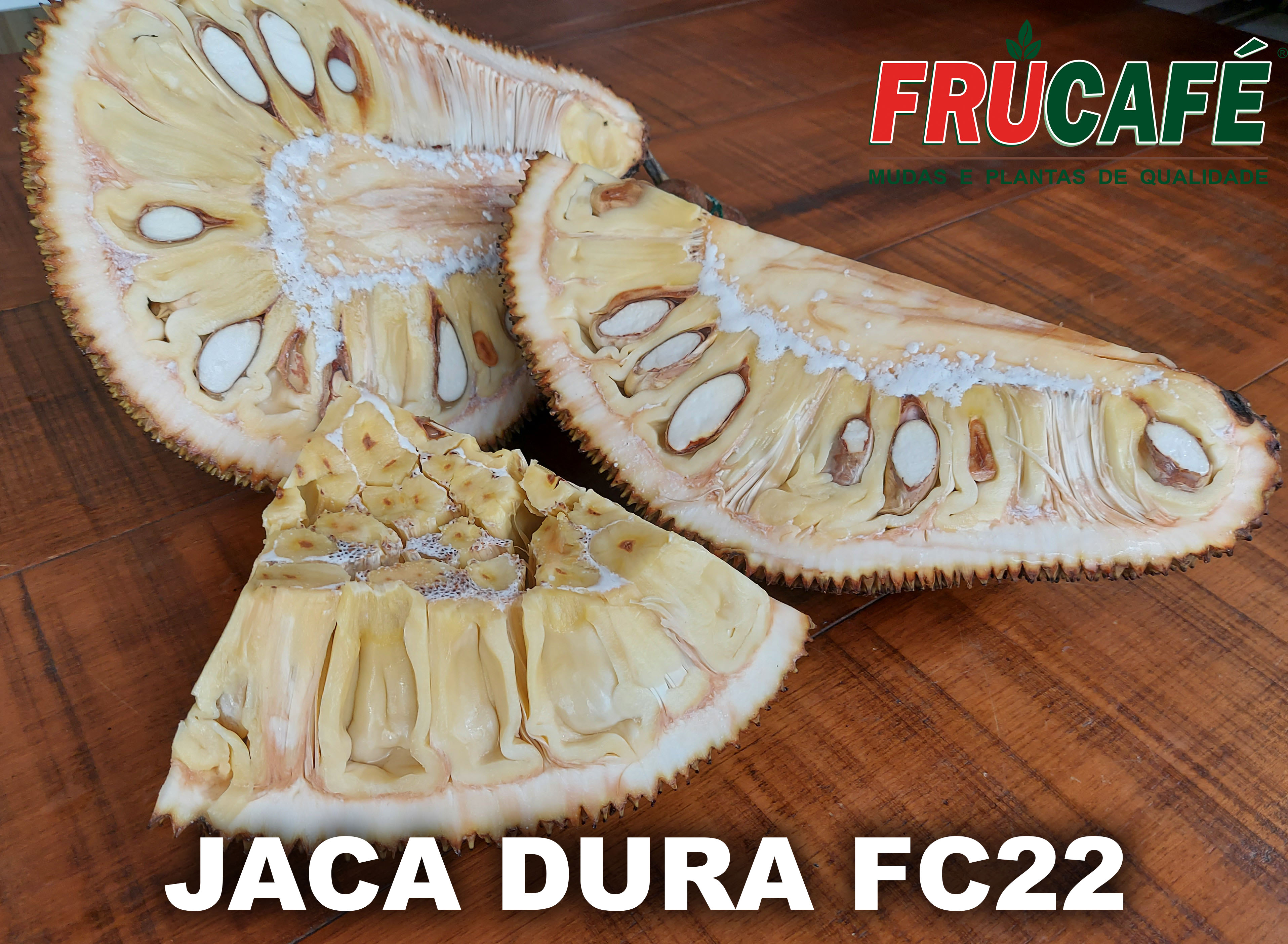 Muda de Jaca Dura Fc22 (sac. 18x32) — Viveiro Frucafé