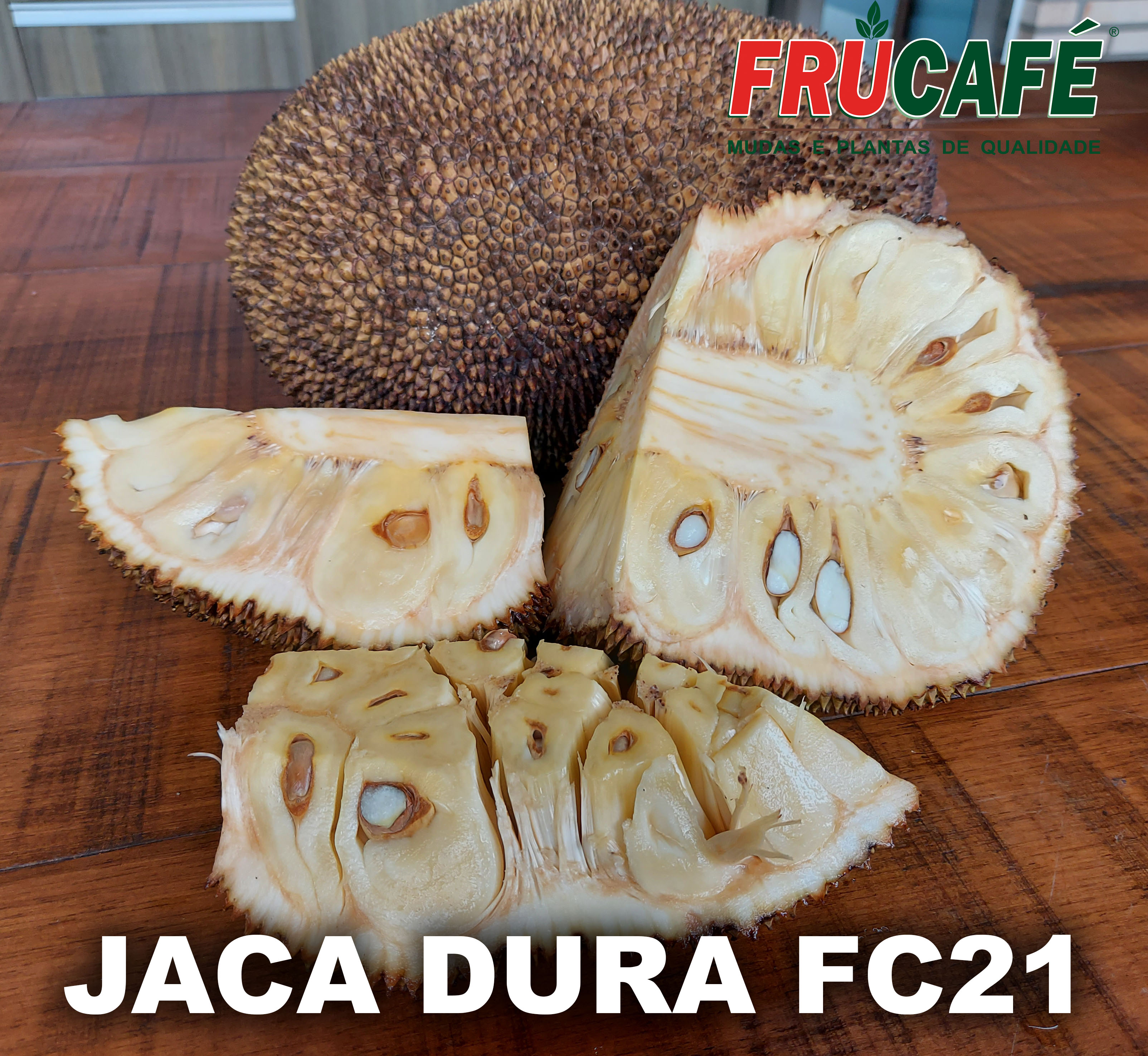 Muda de Jaca Dura Fc21 (sac. 18x32) — Viveiro Frucafé