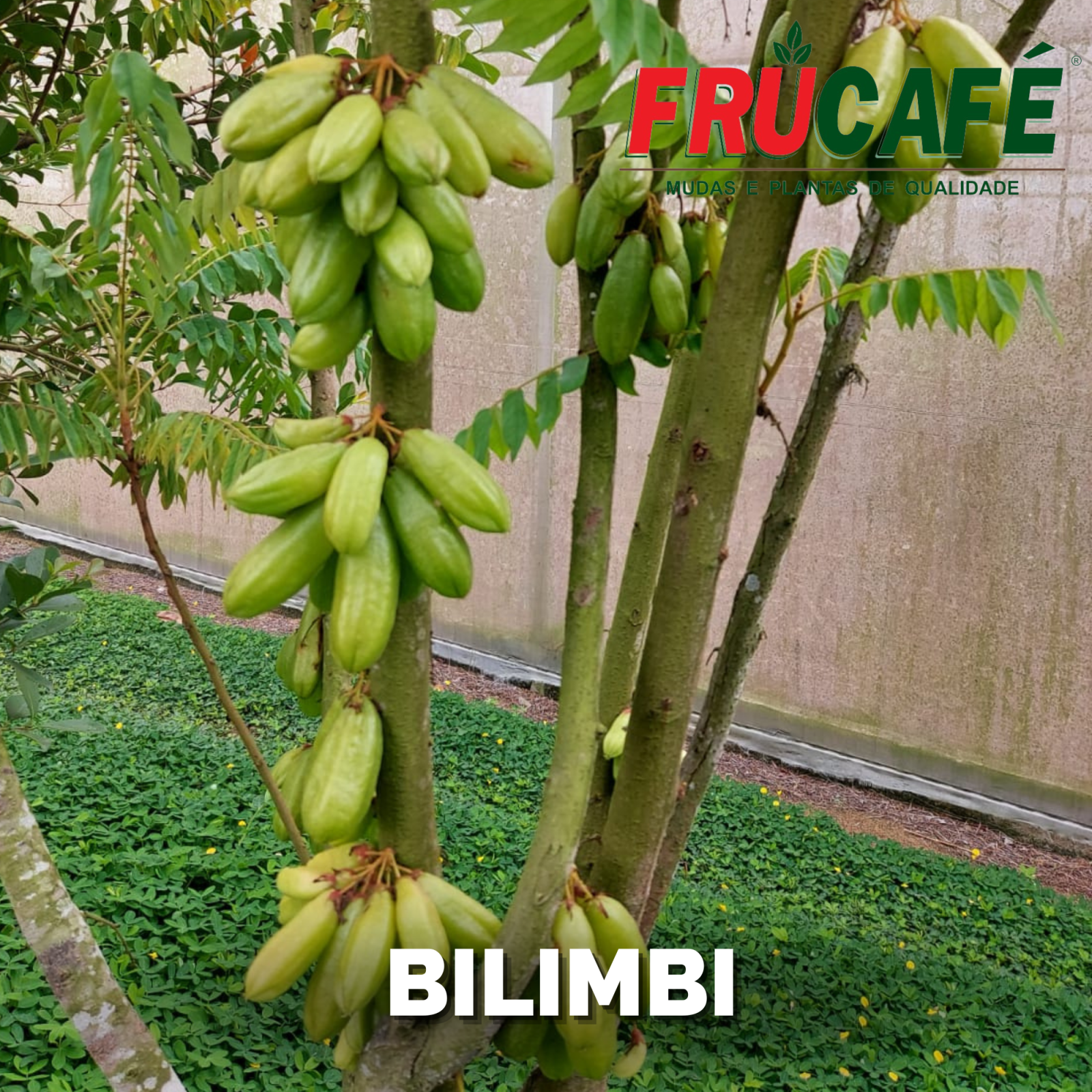 Muda de Bilimbi (sac. 18x32) — Viveiro Frucafé