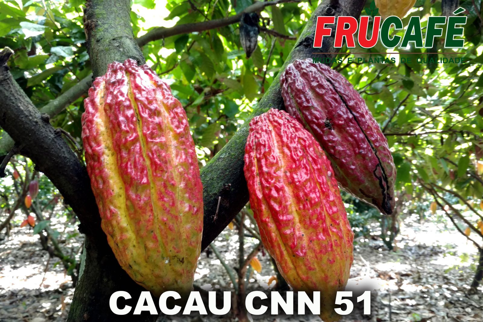 Muda de Cacau Ccn 51 (sac. 16x28) — Viveiro Frucafé