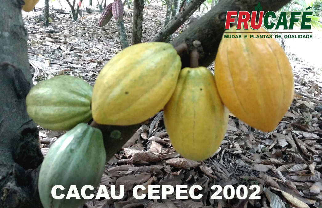 Muda de Cacau Cepec 2002 (sac. 16x28) — Viveiro Frucafé
