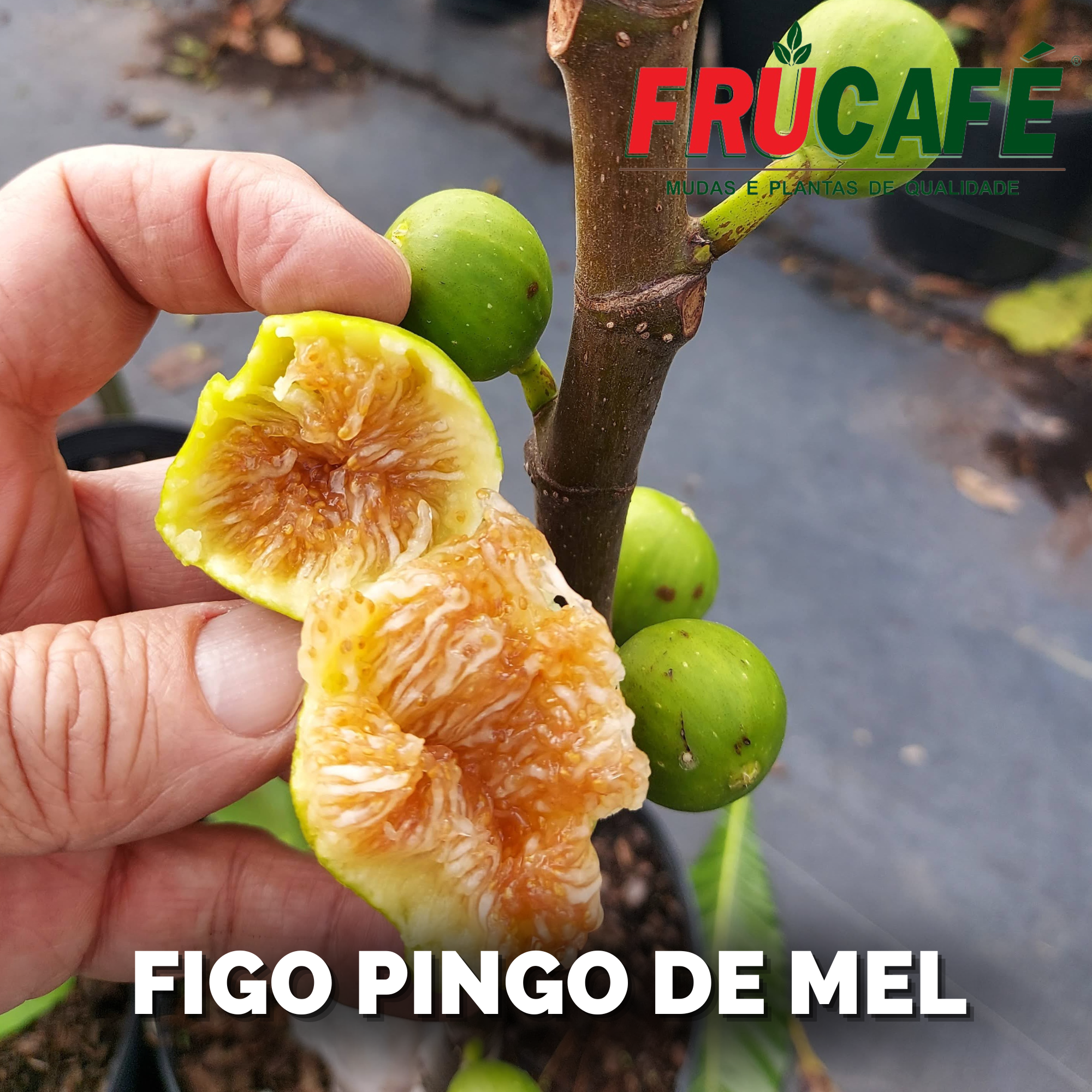 Muda de Figo Pingo De Mel (sac. 18x32) — Viveiro Frucafé