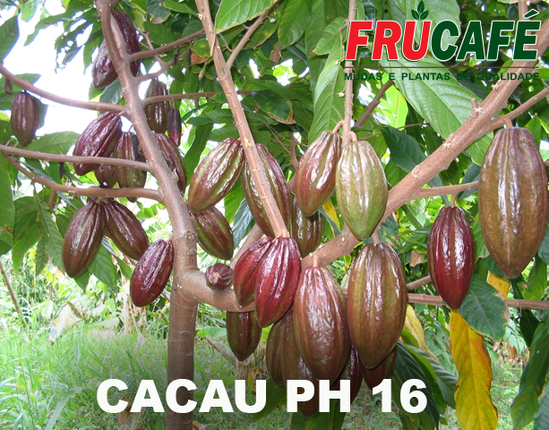 Muda de Cacau Ph 16 (sac. 16x28) — Viveiro Frucafé