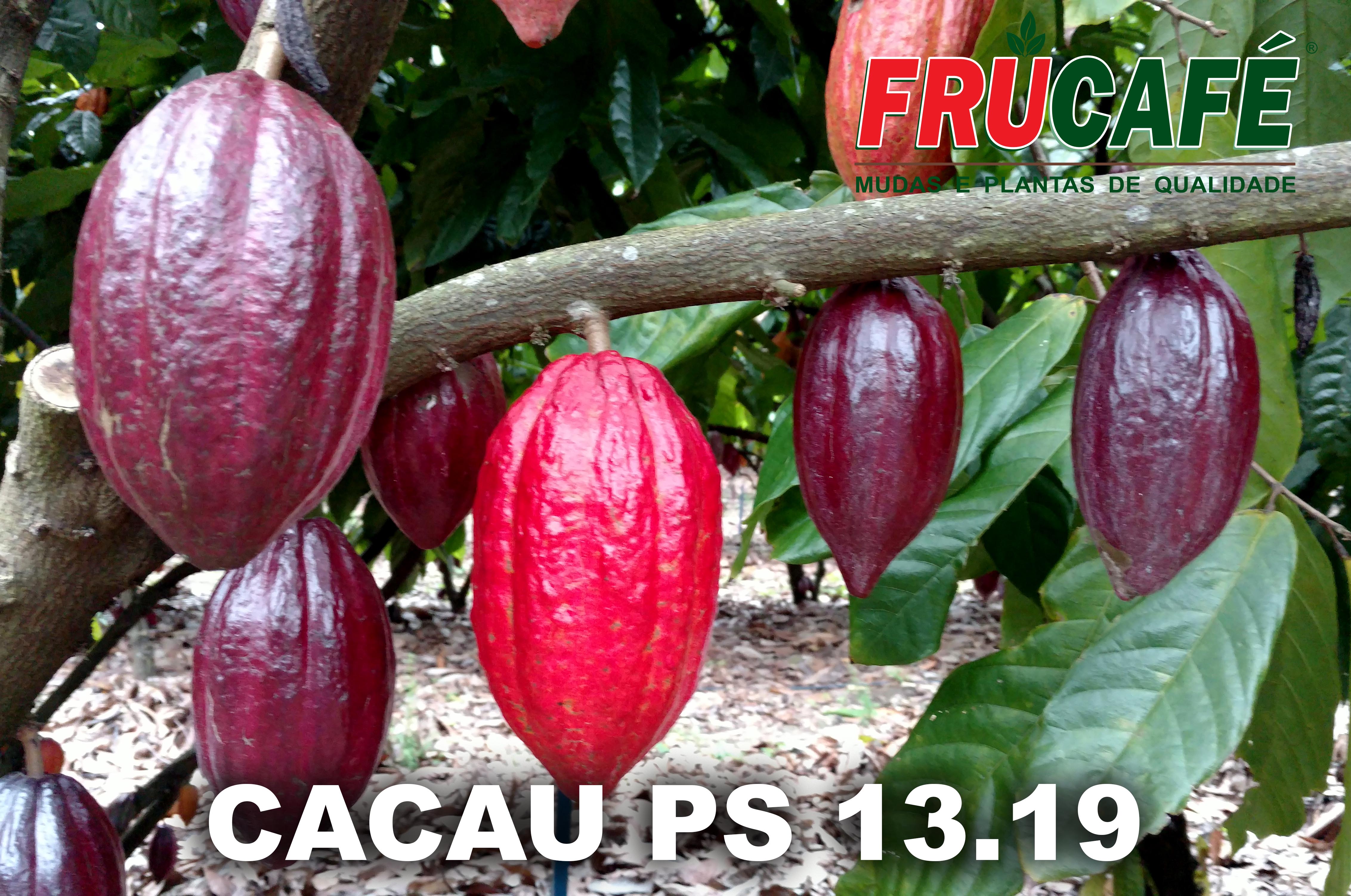 Muda de Cacau Ps 13.19 (sac. 16x28) — Viveiro Frucafé