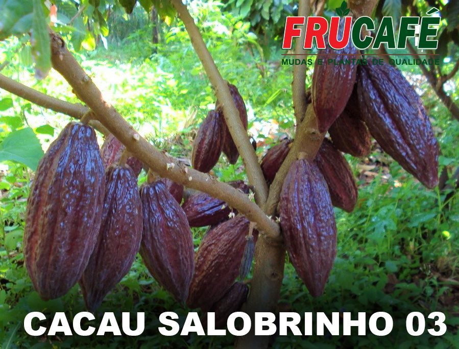 Muda de Cacau Salobrinho 03 (sac. 16x28) — Viveiro Frucafé
