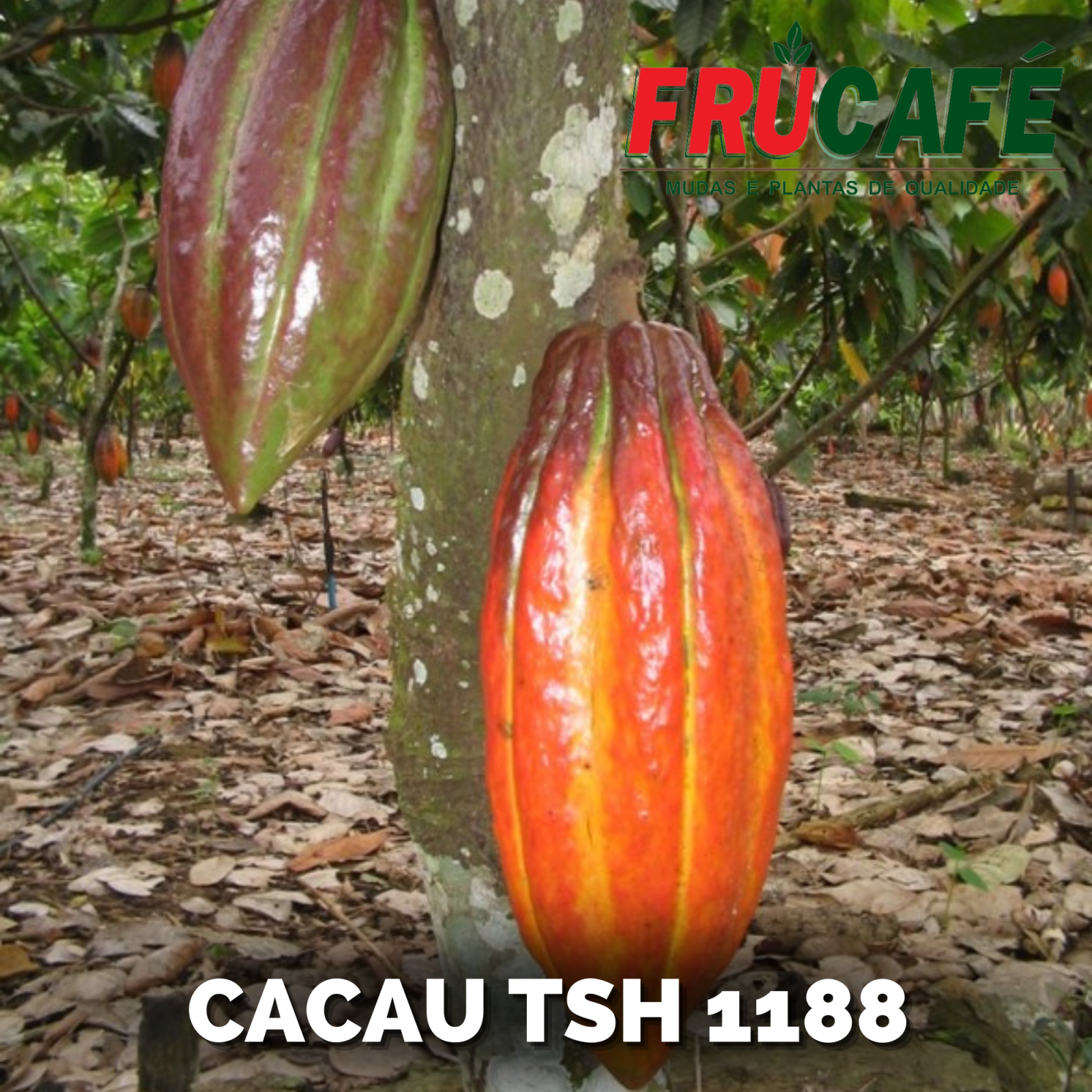 Muda de Cacau Tsh 1188 (sac. 16x28) — Viveiro Frucafé