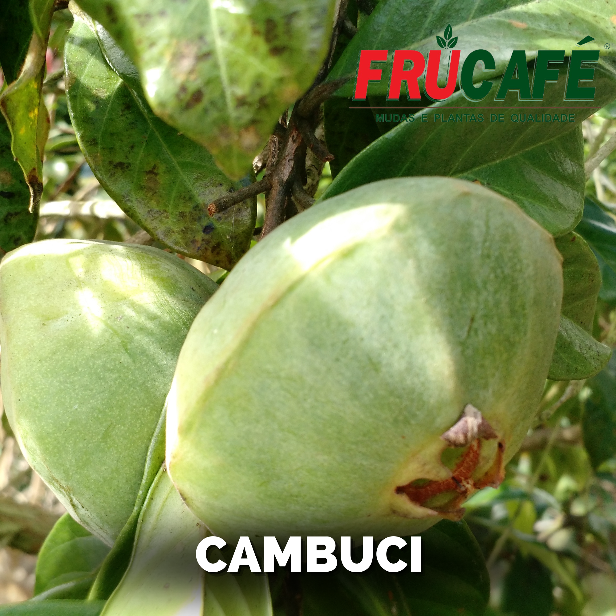 Muda de Cambuci (sac. 20x25) — Viveiro Frucafé