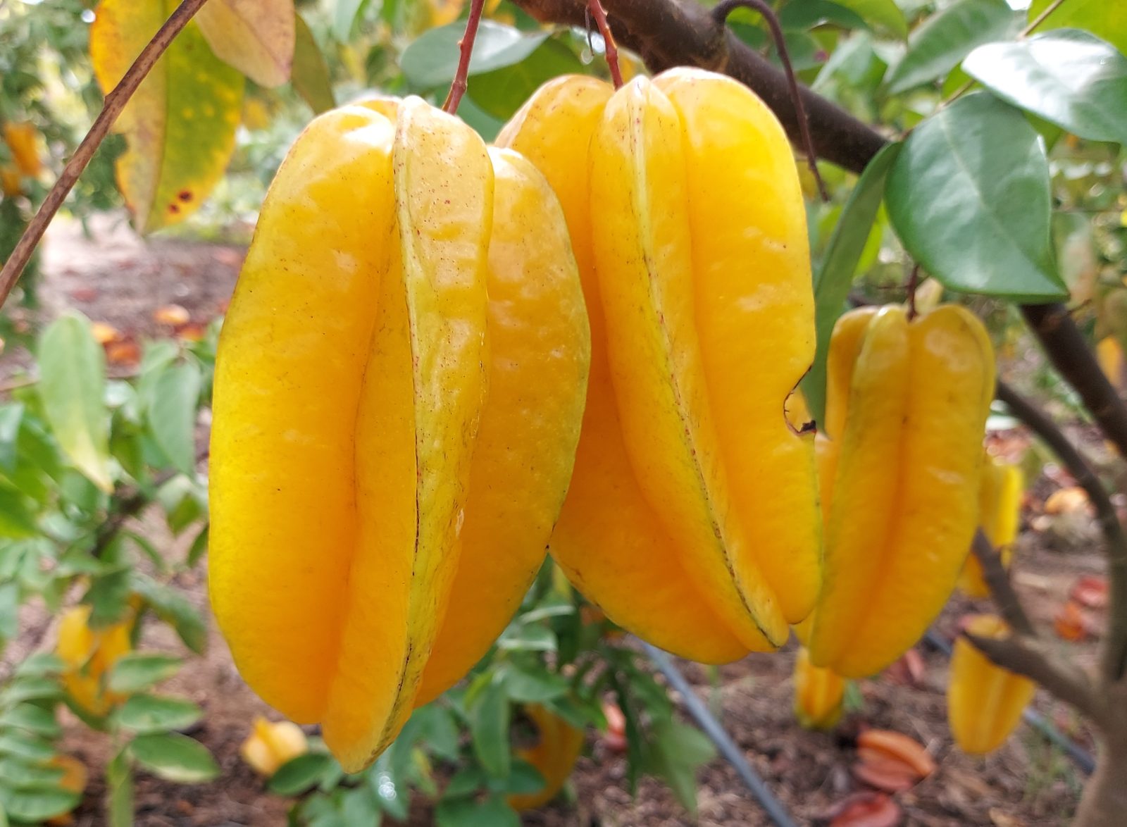 Muda de Carambola Cinco Estrelas (sac. 18x32) — Viveiro Frucafé