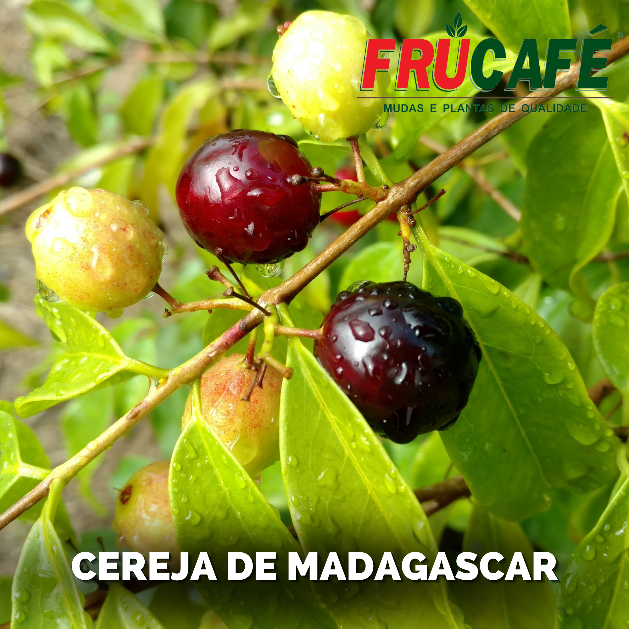 Muda de Cereja De Madagascar (sac. 18x32) — Viveiro Frucafé