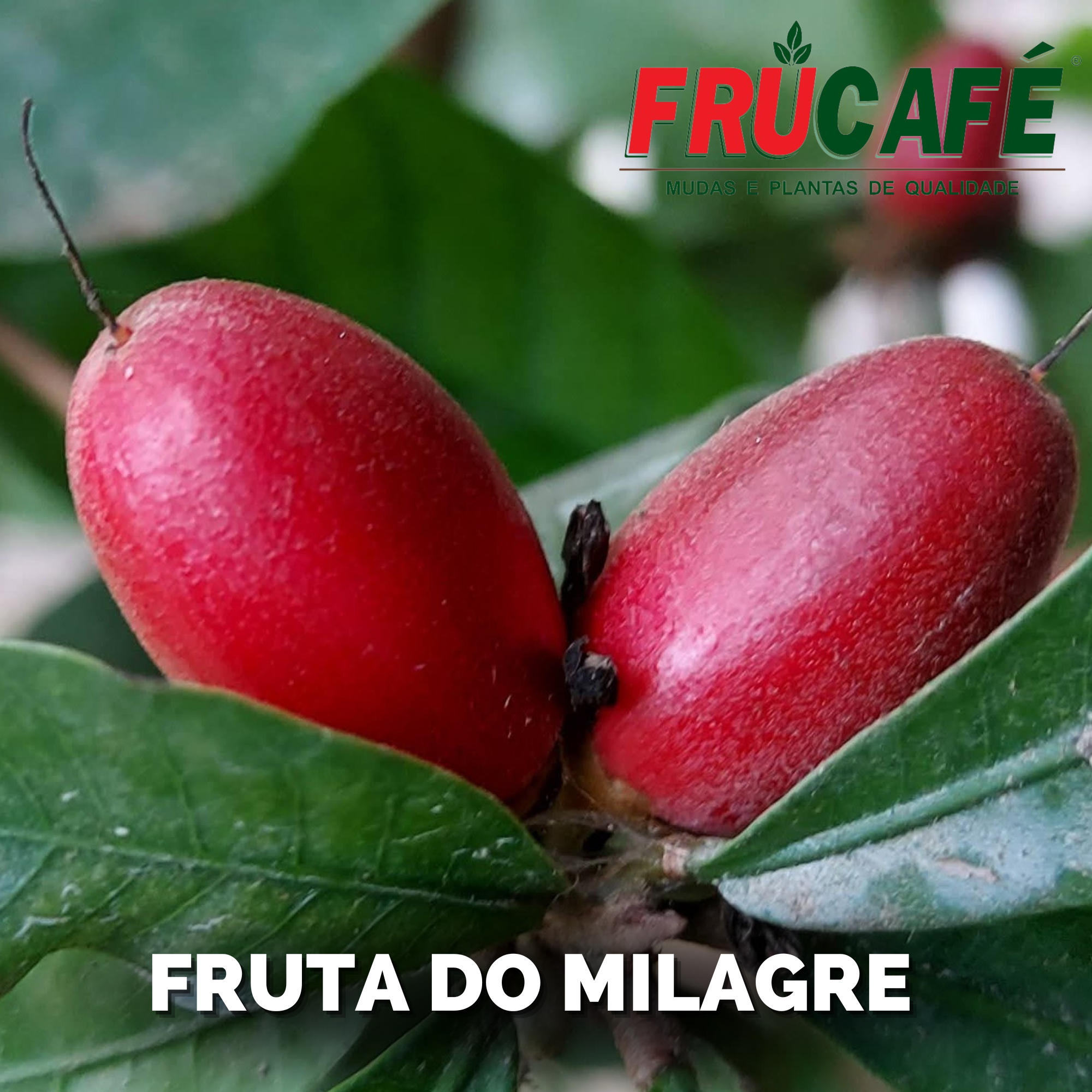 Muda de Fruta Do Milagre (sac. 20x25) — Viveiro Frucafé