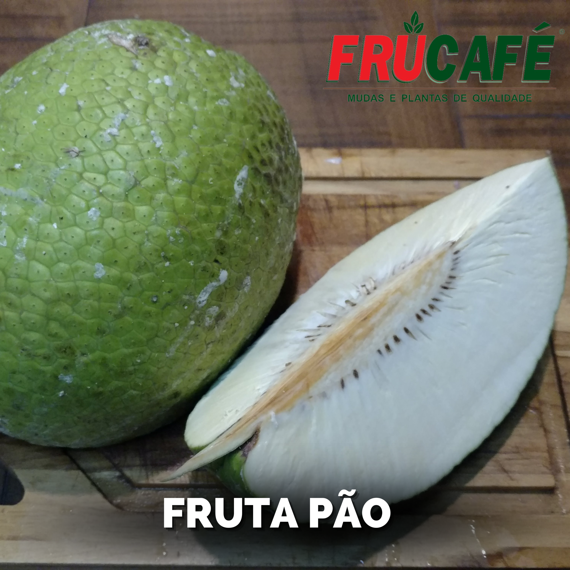 Muda de Fruta PÃo (vaso 14 L) — Viveiro Frucafé