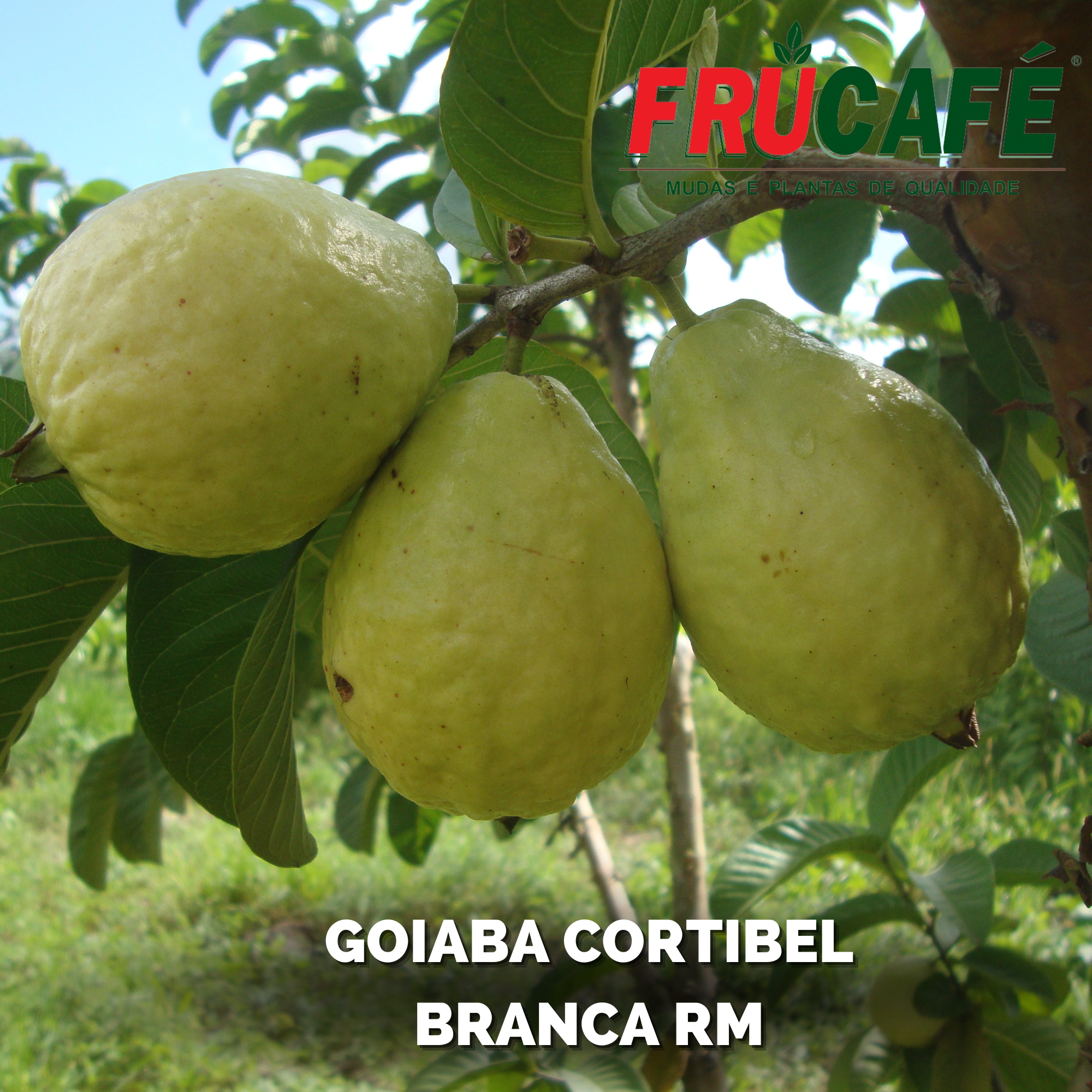 Muda de Goiaba Cortibel Branca Rm (sac. 20x25) — Viveiro Frucafé