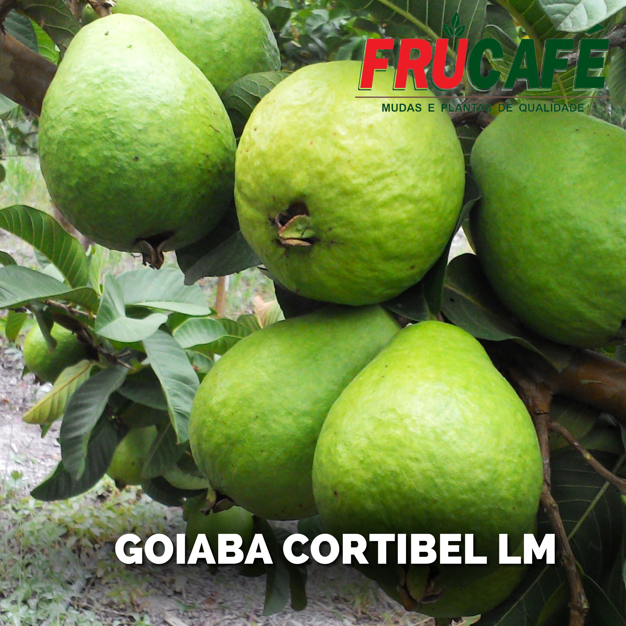 Muda de Goiaba Cortibel Lm (vaso 14 L) — Viveiro Frucafé
